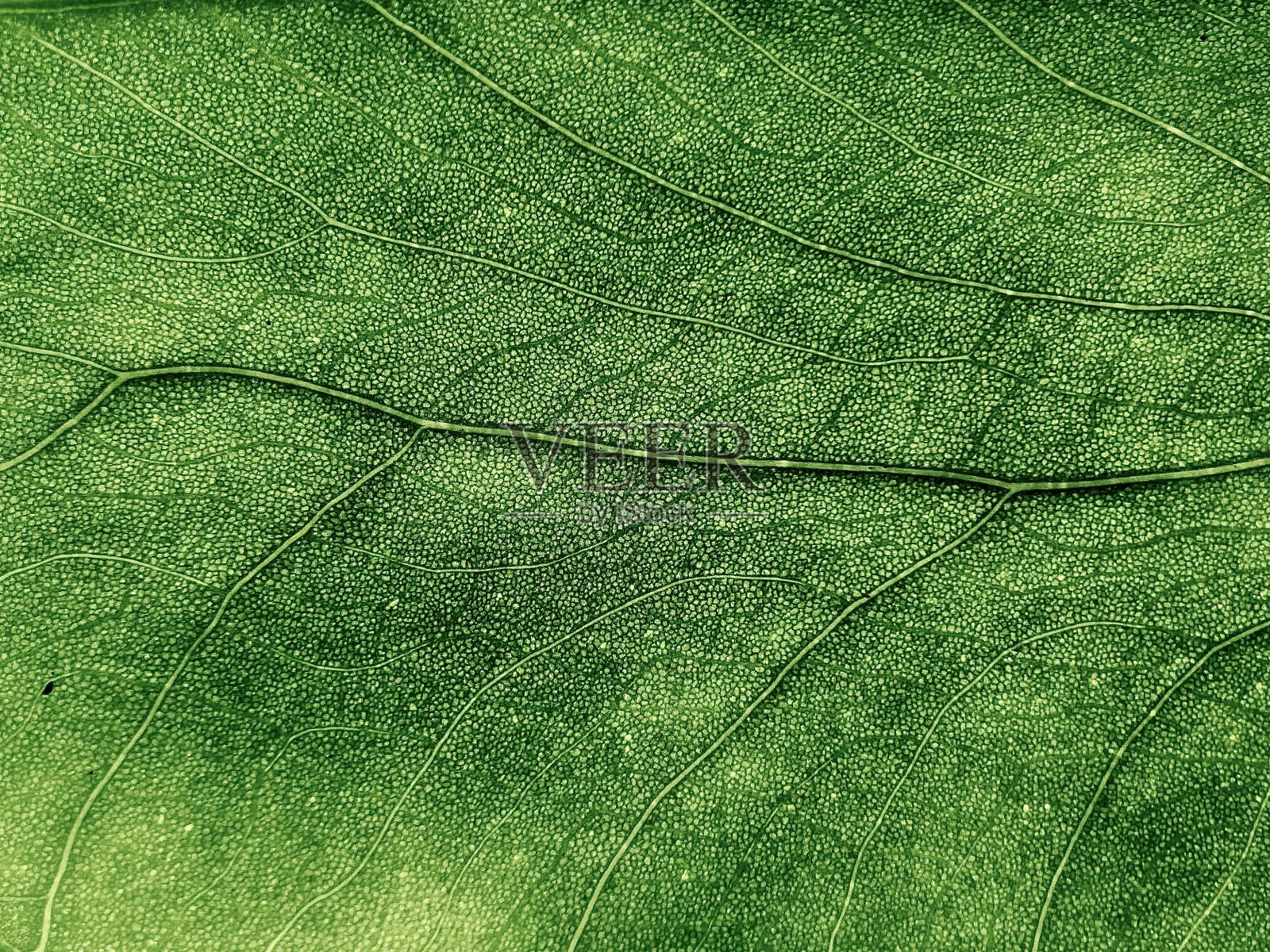 绿叶的宏观纹理照片摄影图片