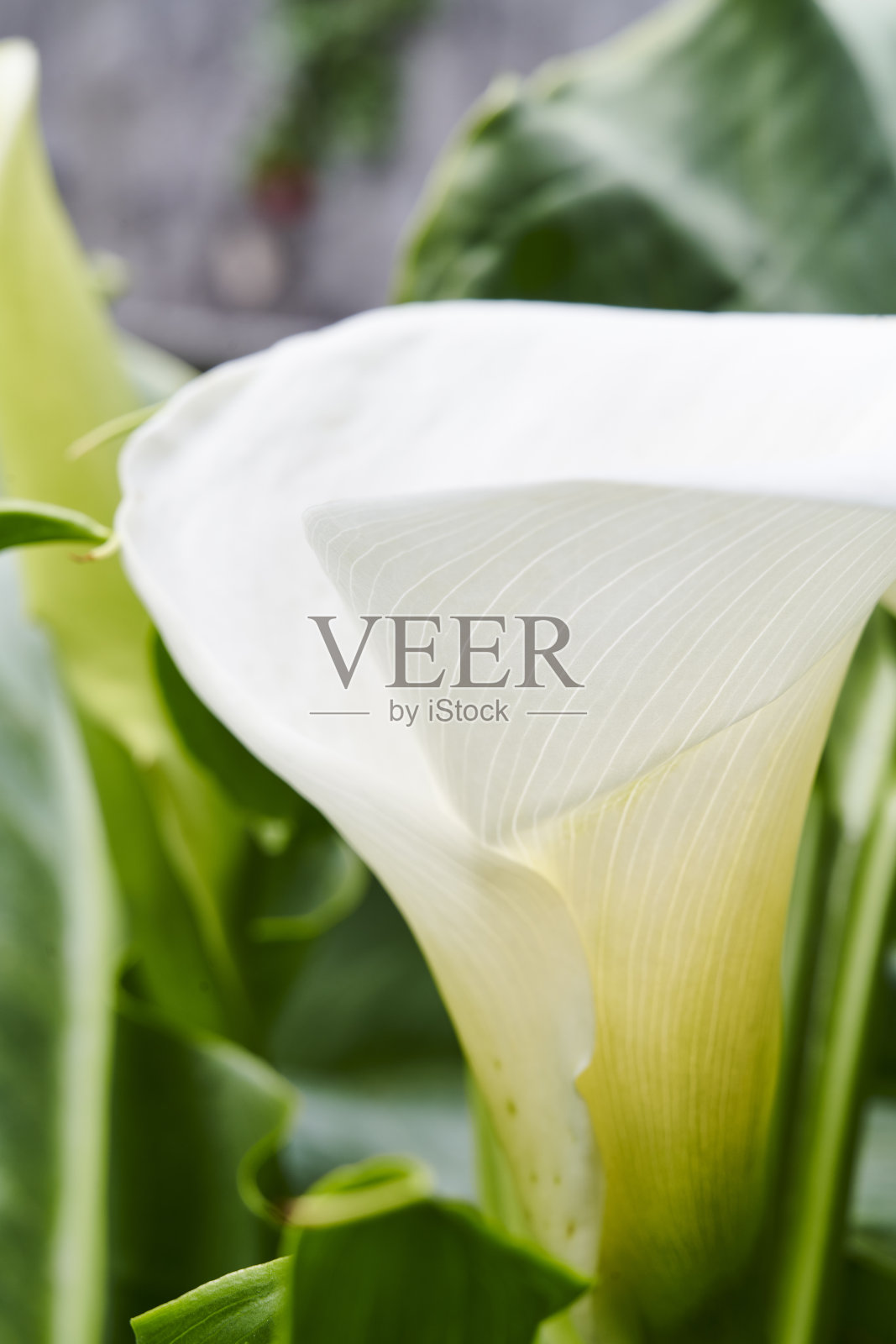 马蹄莲照片摄影图片