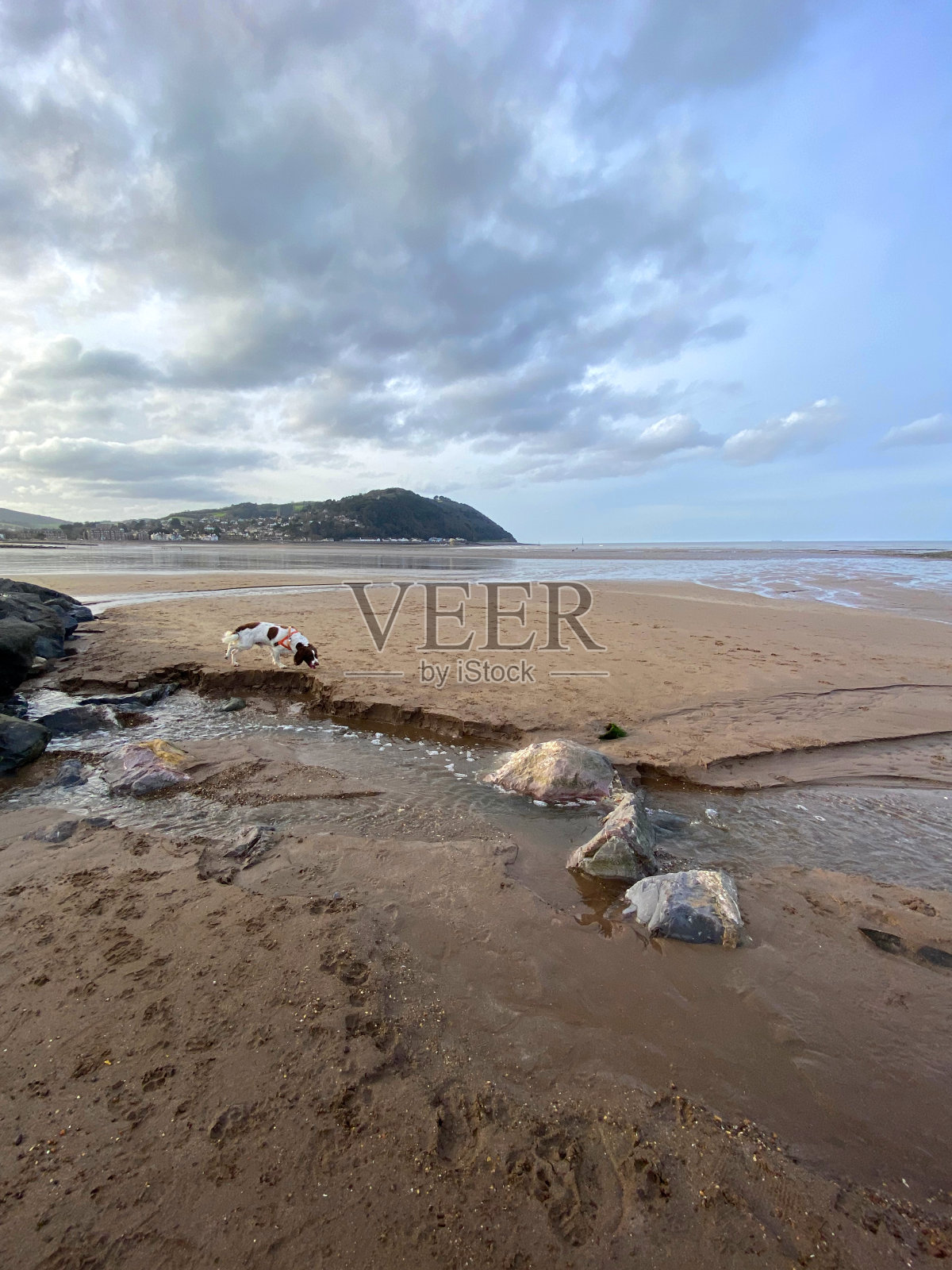 田园诗般的风景,沙滩和狗在英国小镇玩耍。照片摄影图片