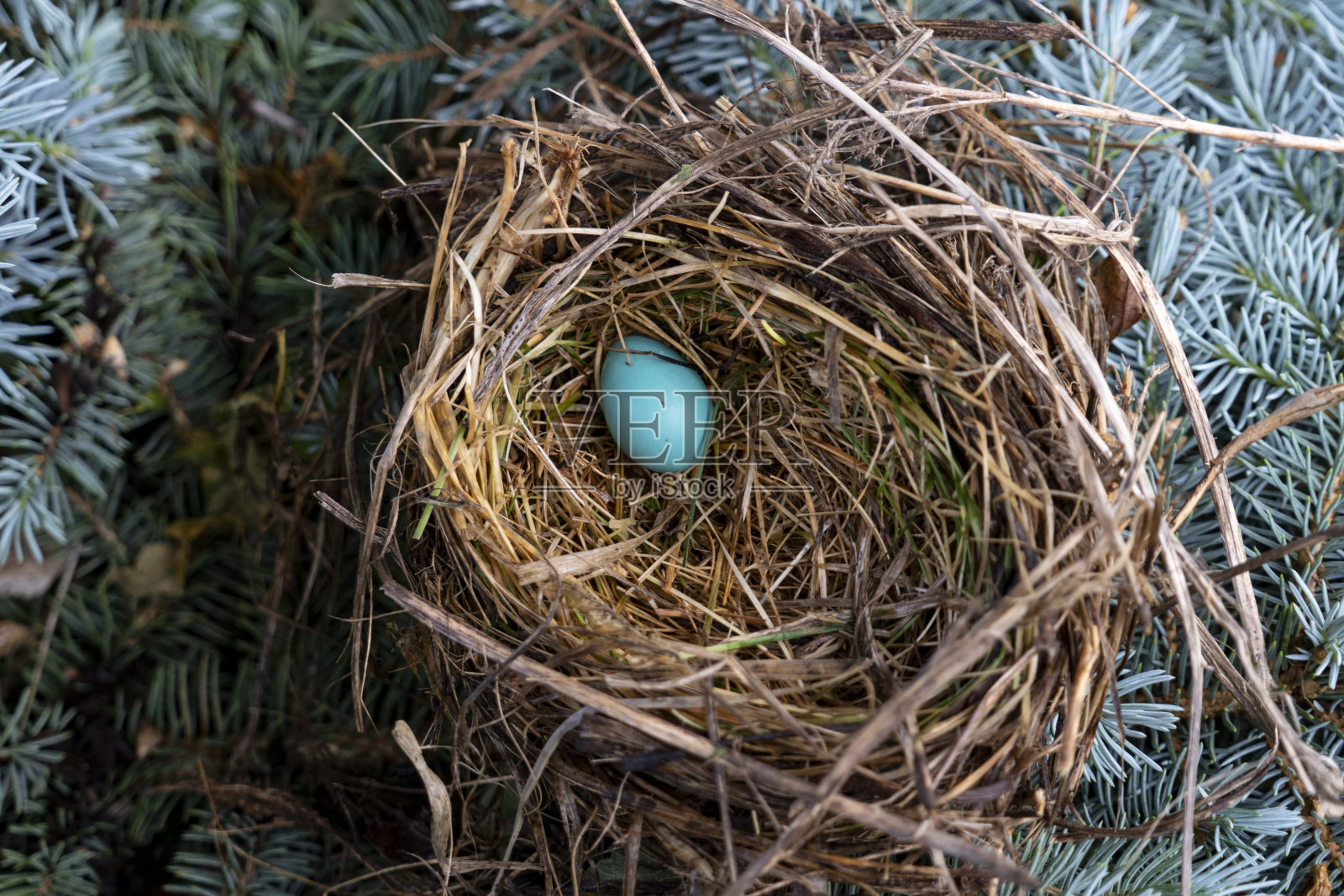 蓝知更鸟蛋在巢里照片摄影图片
