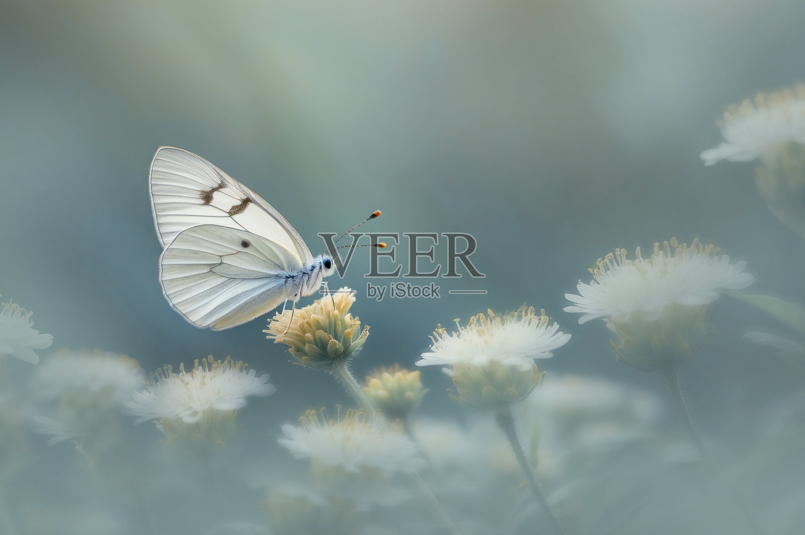 花上的白蝴蝶照片摄影图片