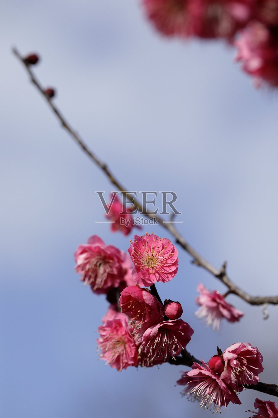 雨后梅花照片摄影图片