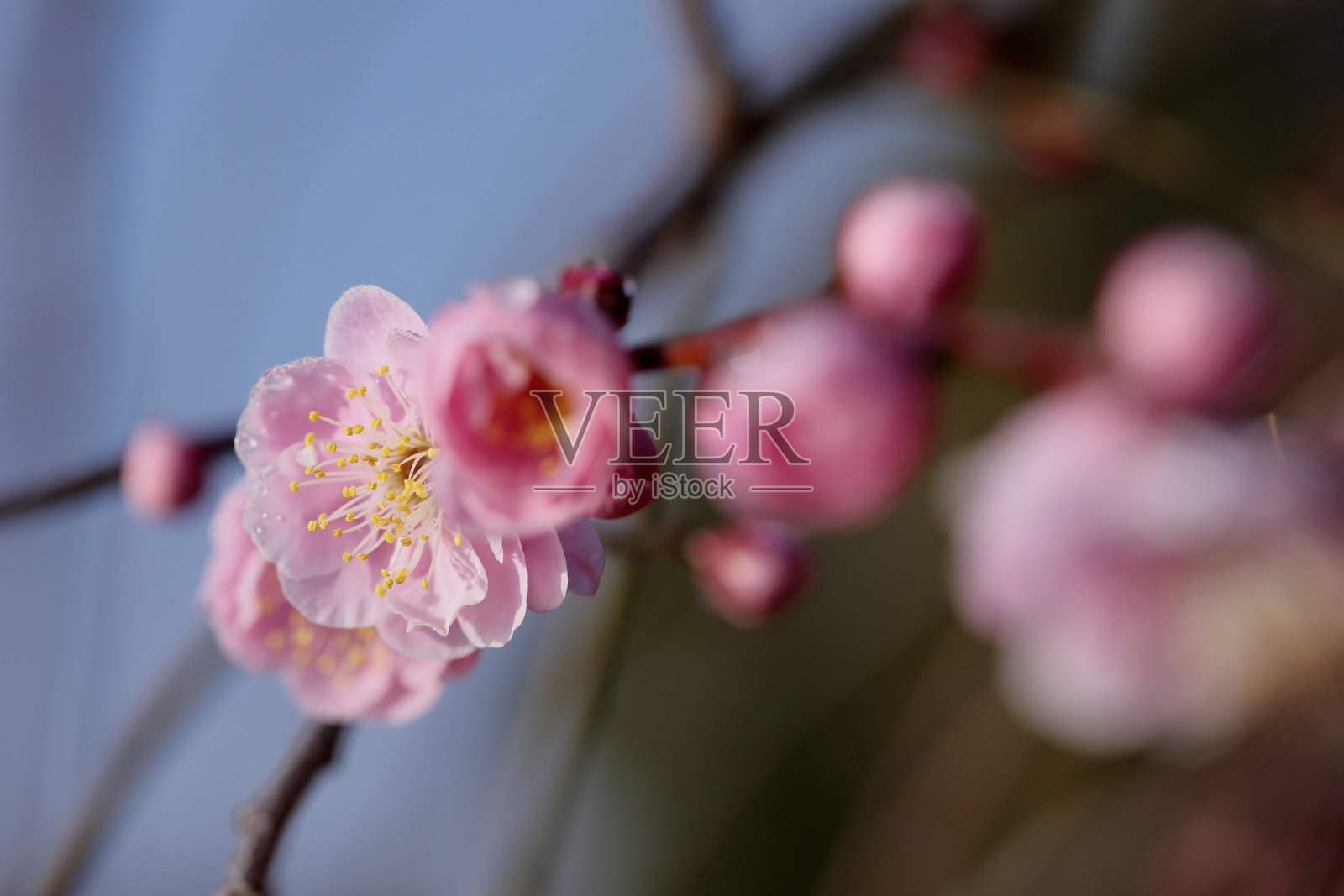 雨后梅花照片摄影图片