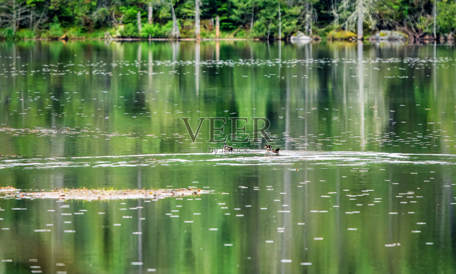 苏必利尔湖省立公园里的一对木鸭照片摄影图片