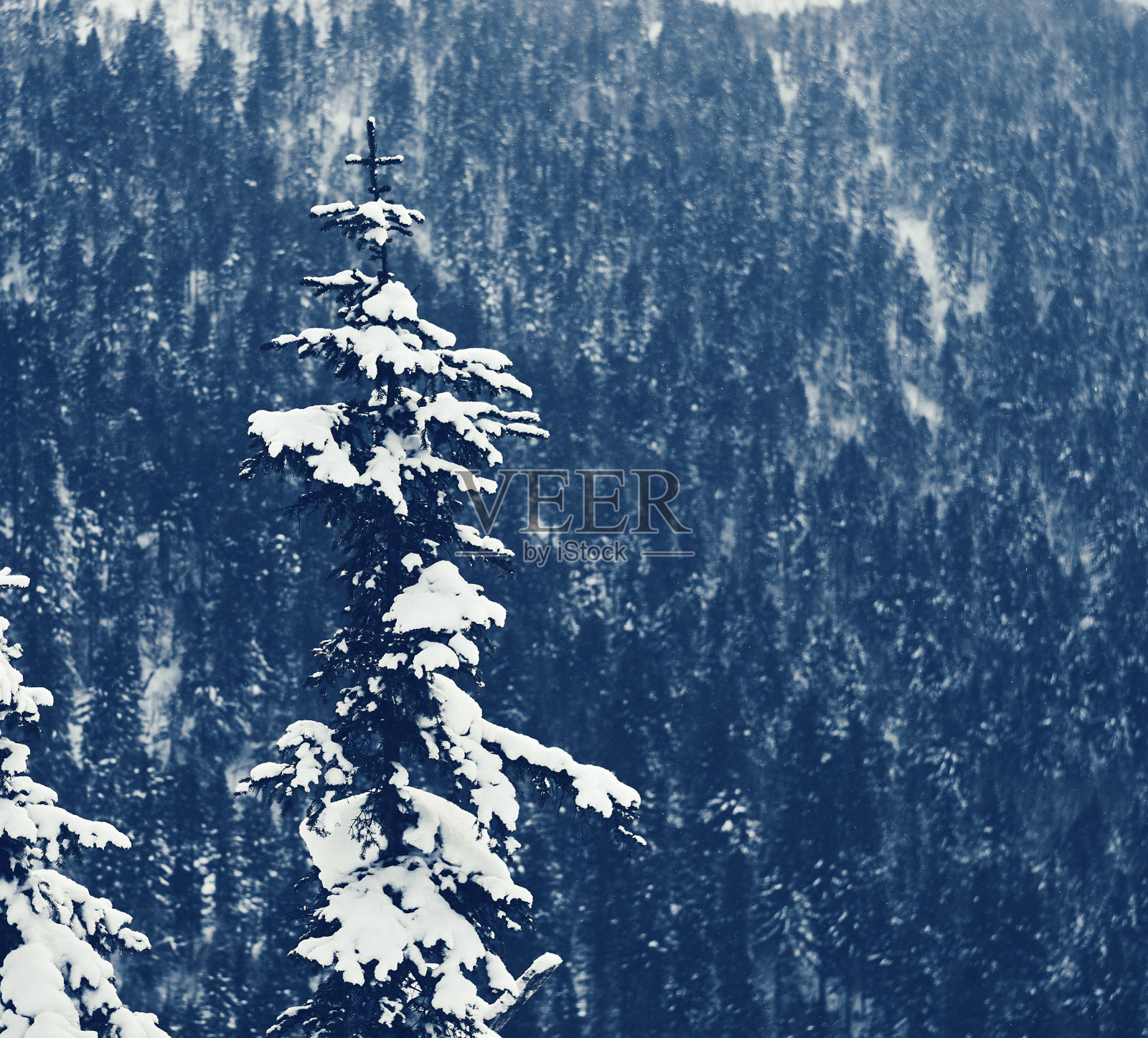 冬天的山脉。雪下的冷杉树倚着斜坡照片摄影图片