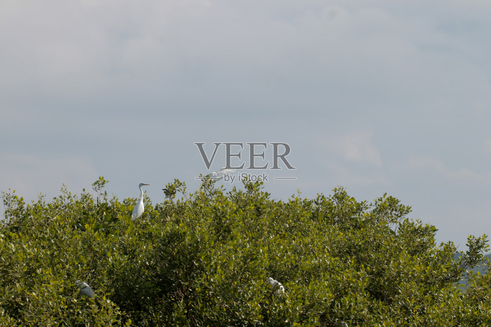 亚齐红树林中的一群雪白鹭照片摄影图片