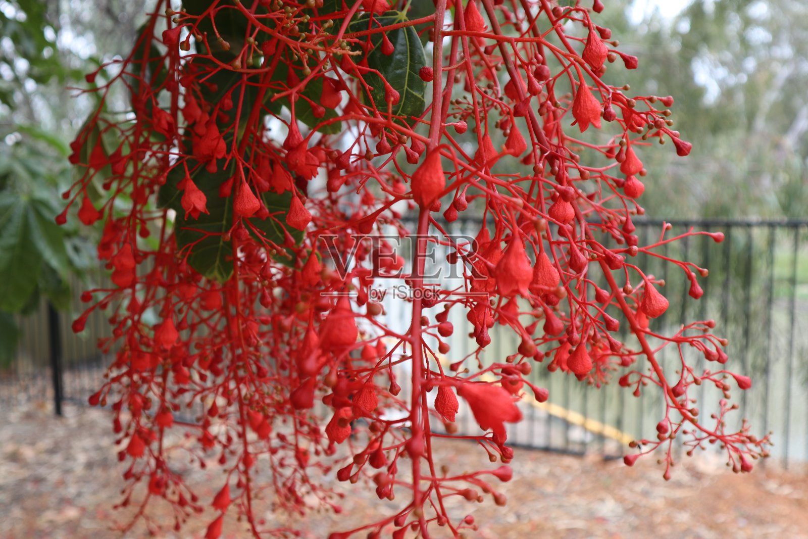 澳大利亚本土植物照片摄影图片