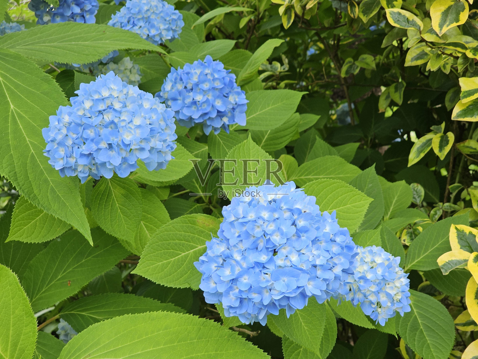 花植物蓝绿光叶照片摄影图片