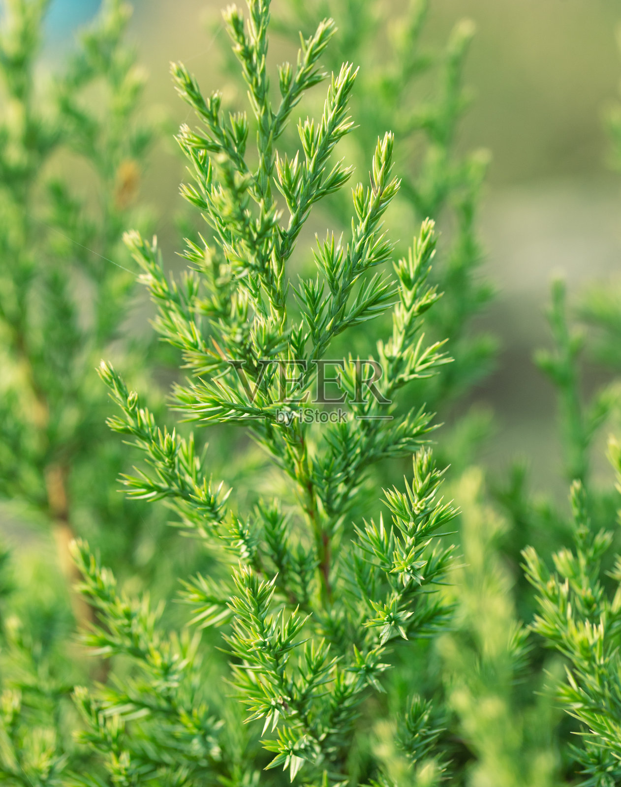 春天针叶树树枝的近照照片摄影图片