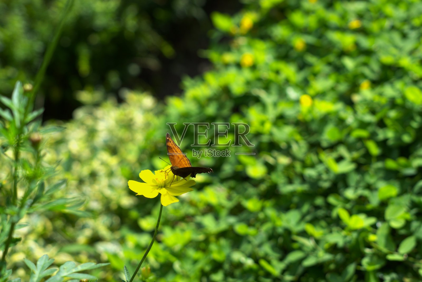 花上的蝴蝶照片摄影图片