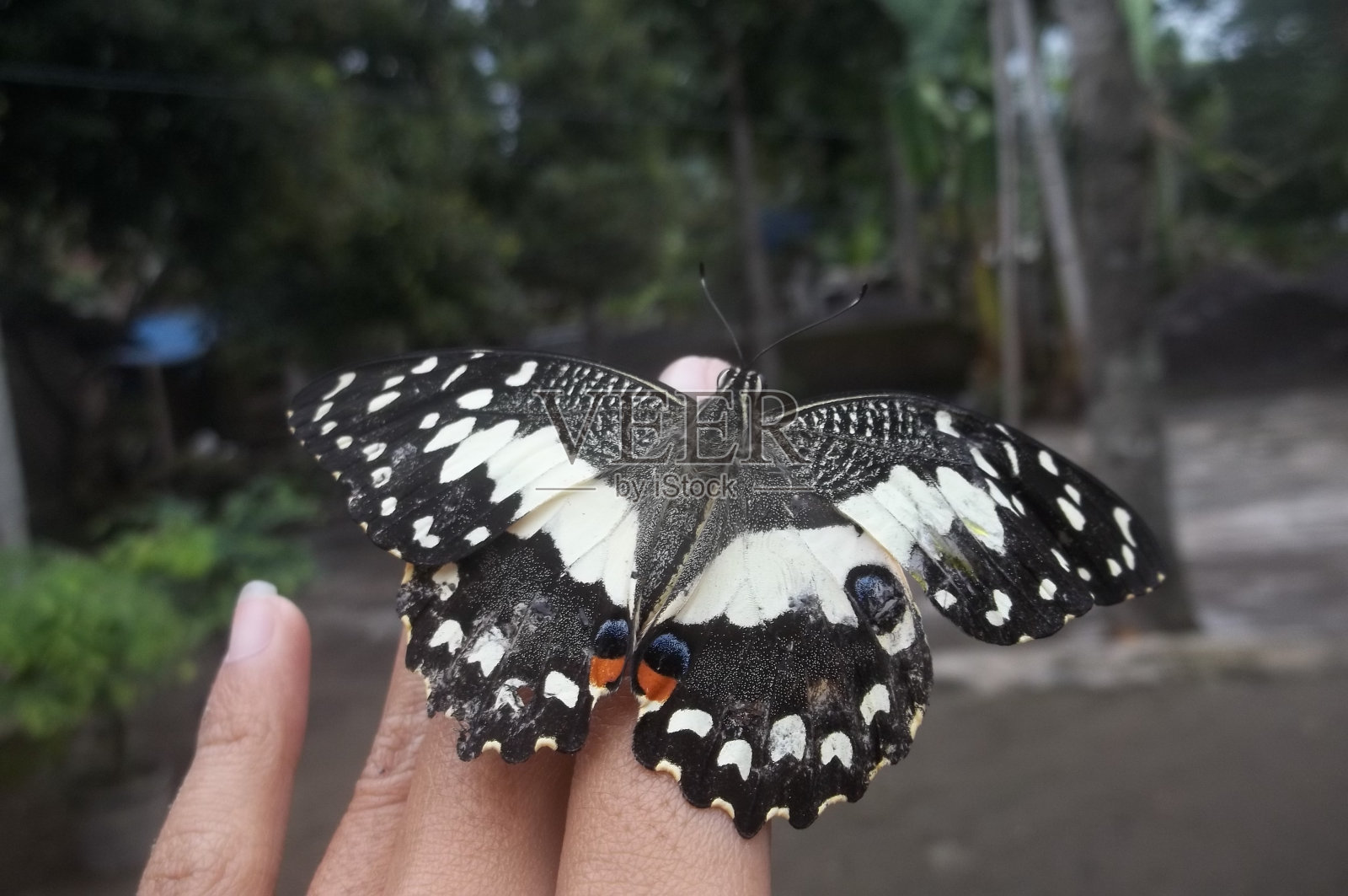 美丽的蝴蝶翅膀照片摄影图片