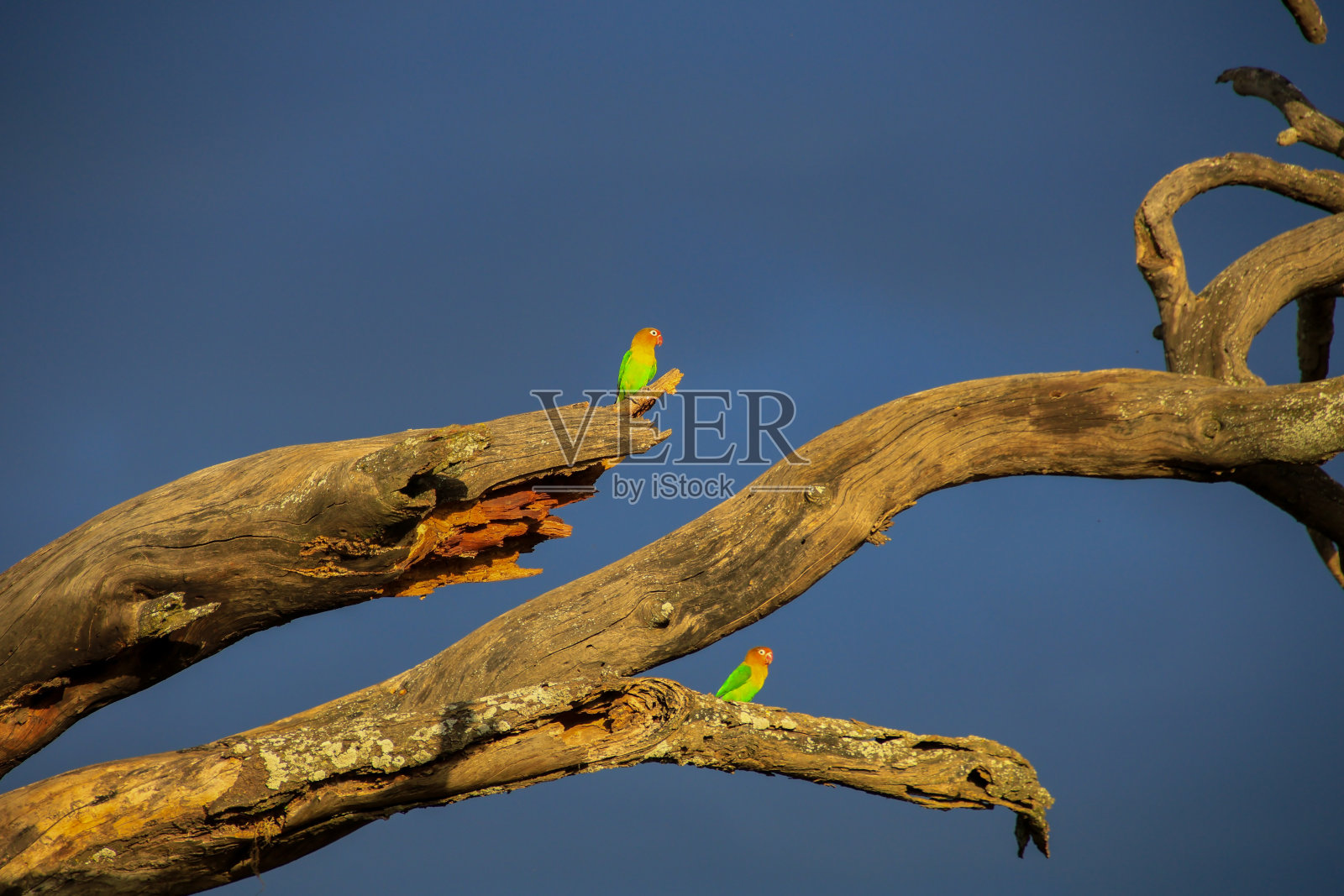 对比照片摄影图片