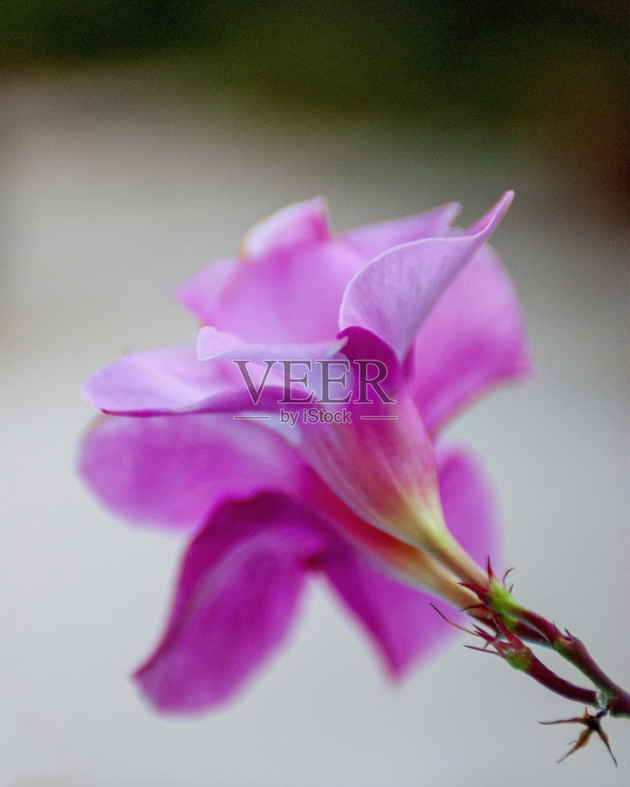 粉红色的曼德拉花照片摄影图片