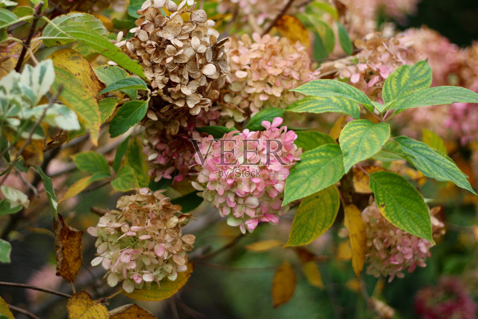 褪色的花照片摄影图片