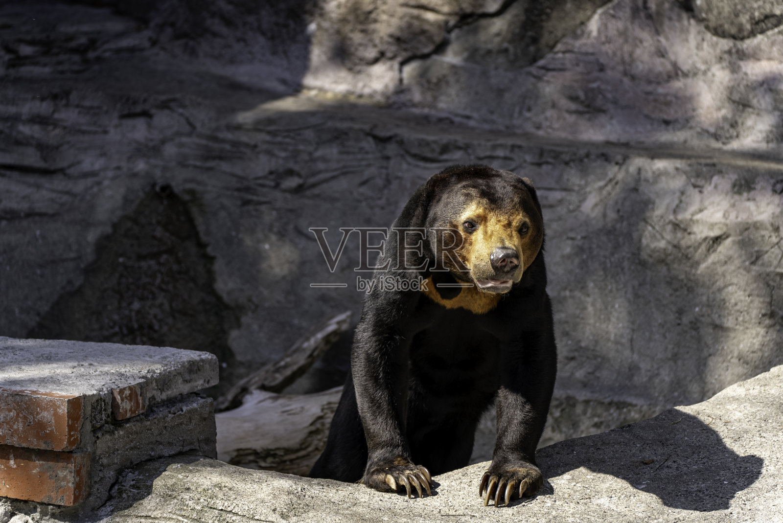 太阳熊正在爬岩石照片摄影图片