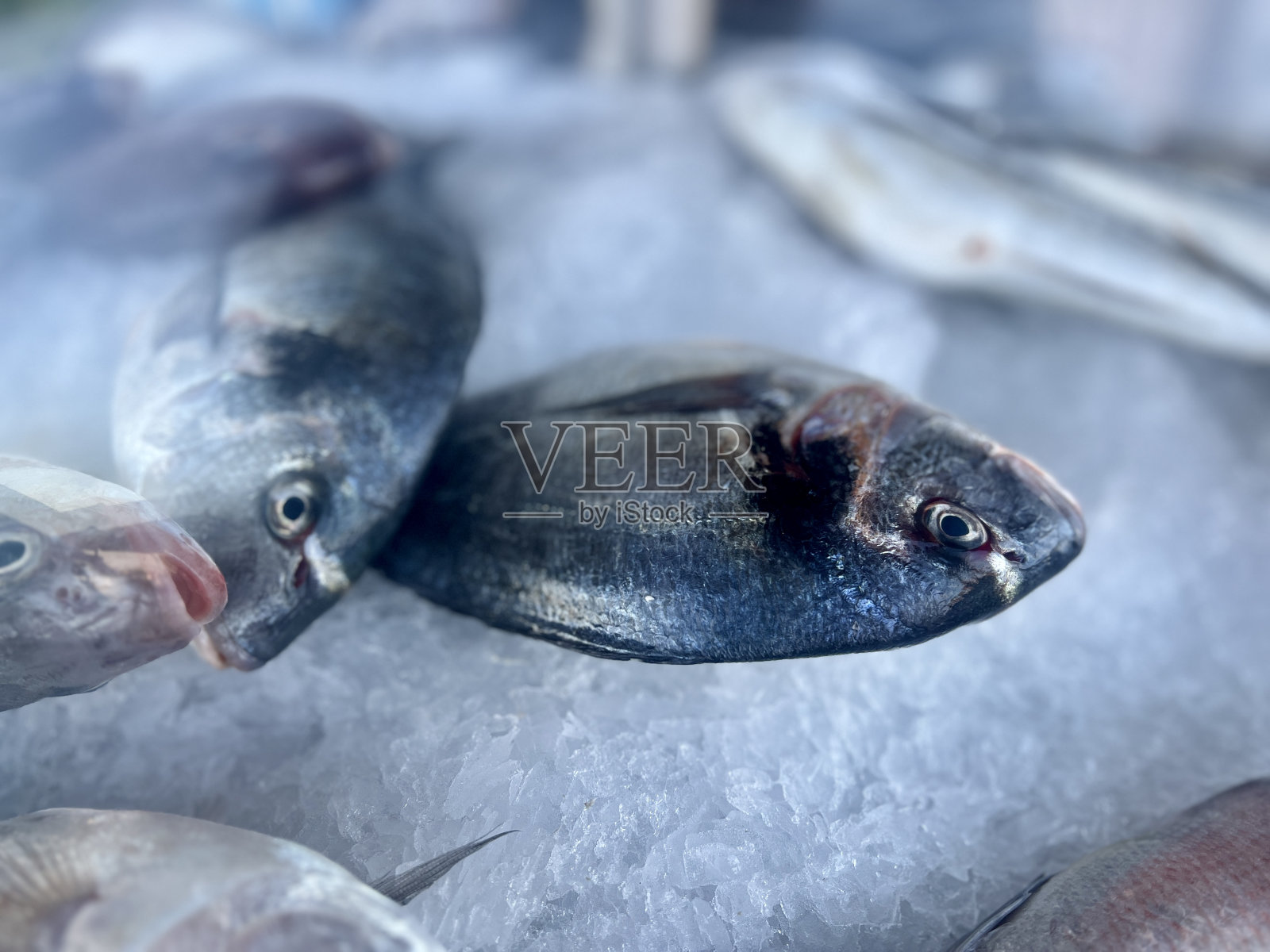 超市里的冰鲜鱼。照片摄影图片