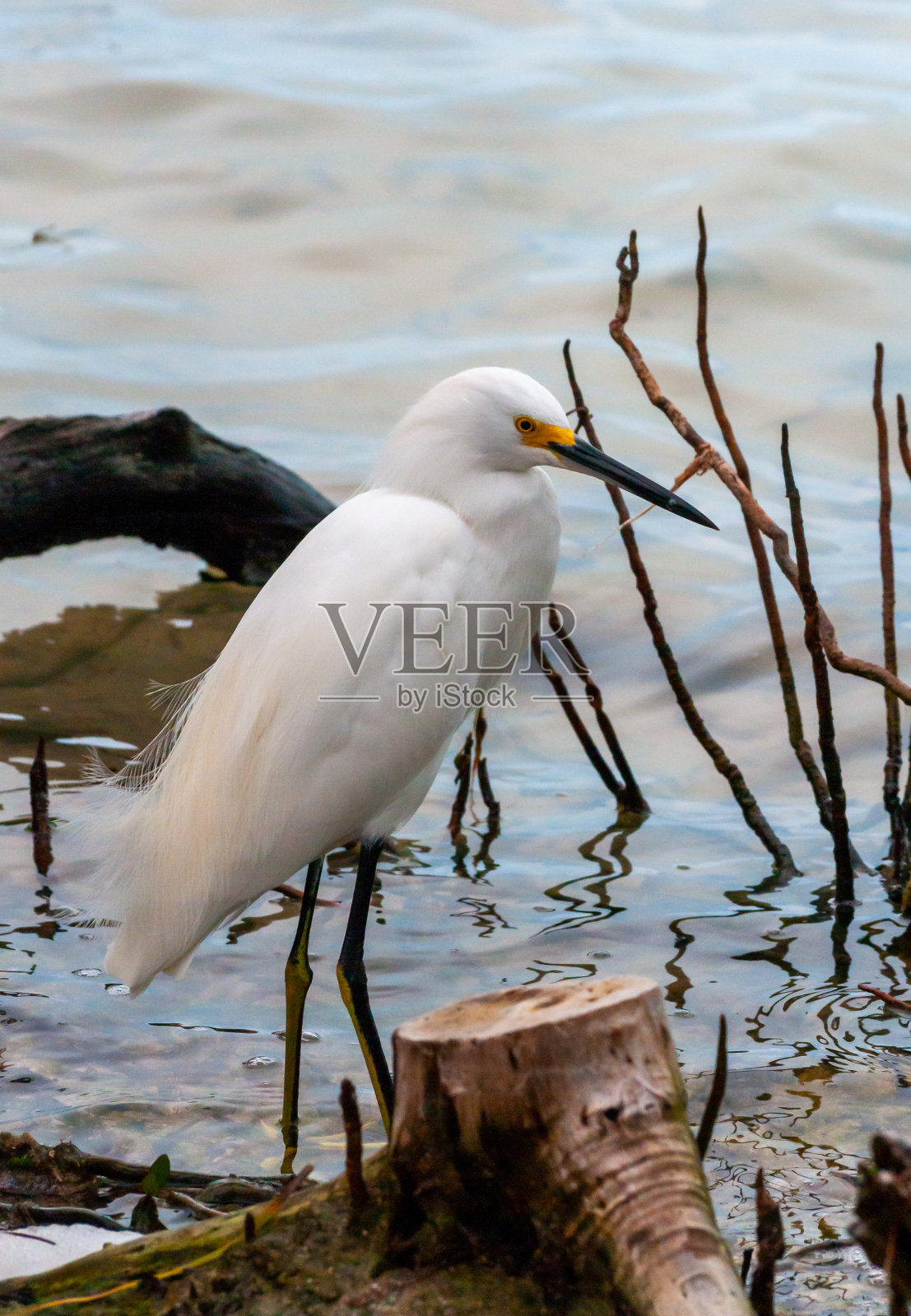 大白鹭(Ardea alba),一种在佛罗里达州红树林的水中捕食的鸟照片摄影图片