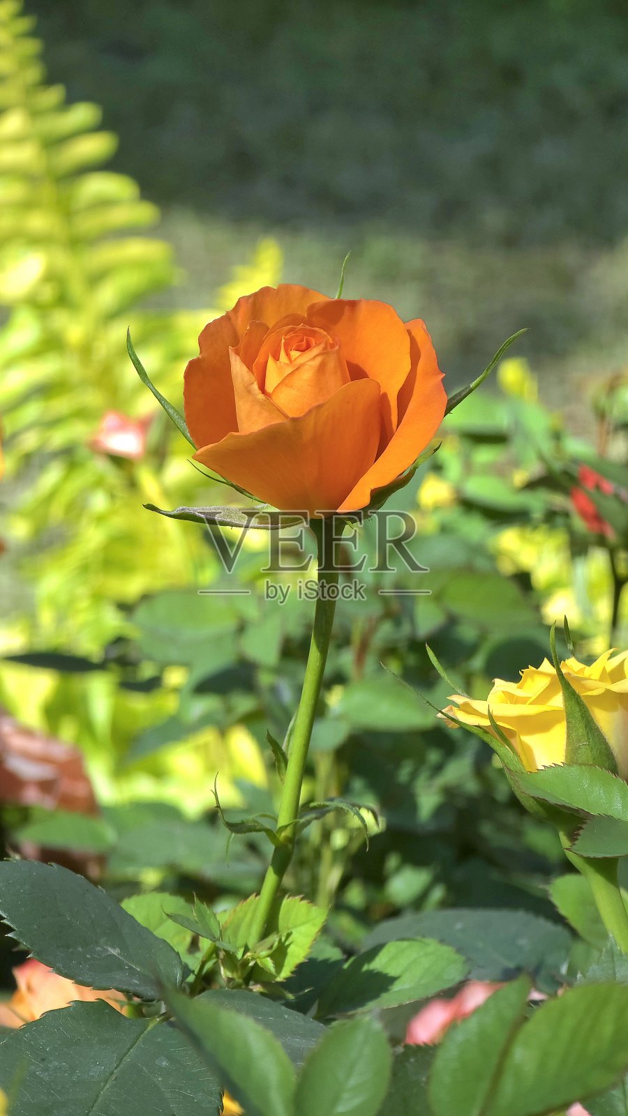 新鲜的橙色玫瑰在绿色的田野上照片摄影图片