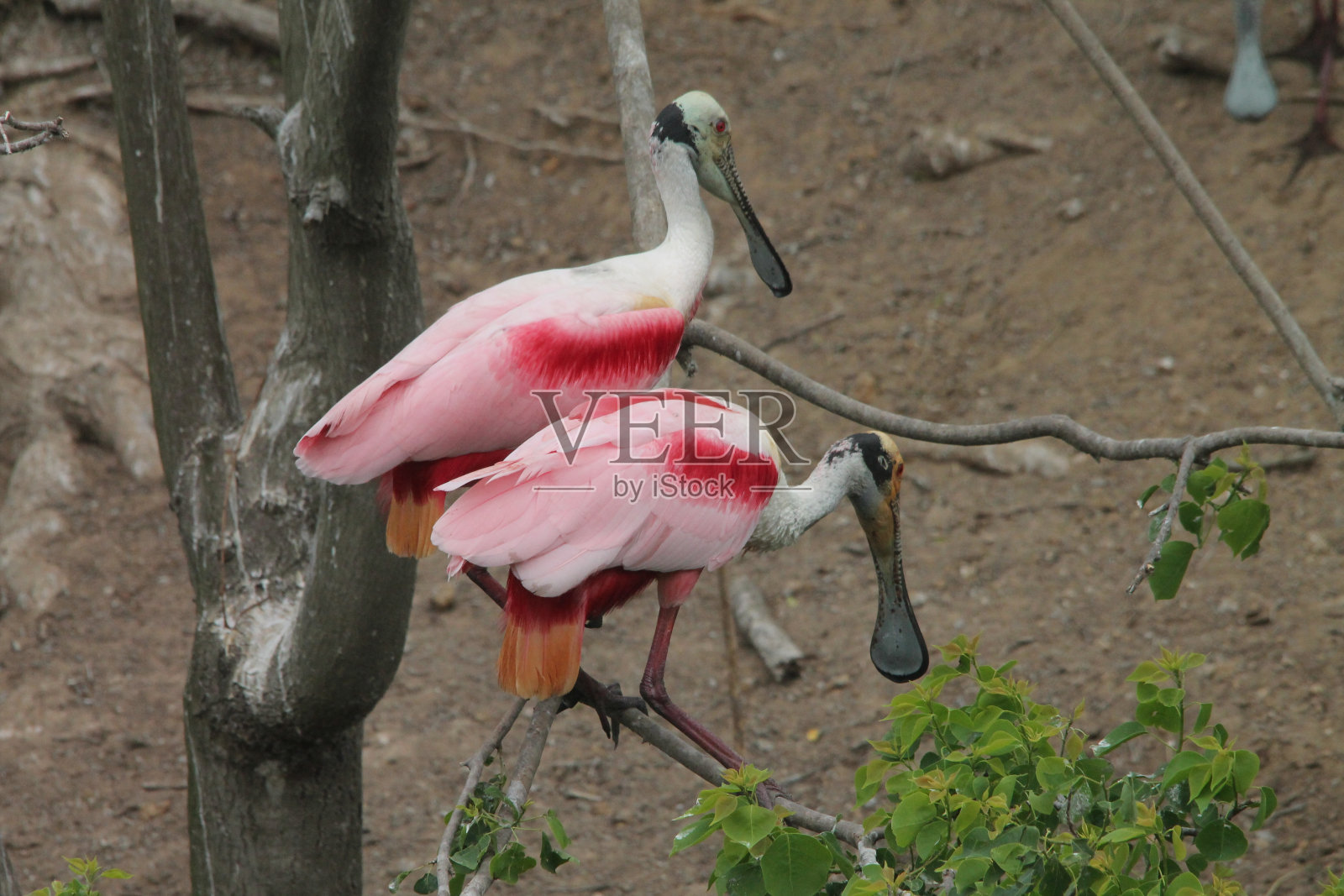 树上的玫瑰色琵鹭照片摄影图片
