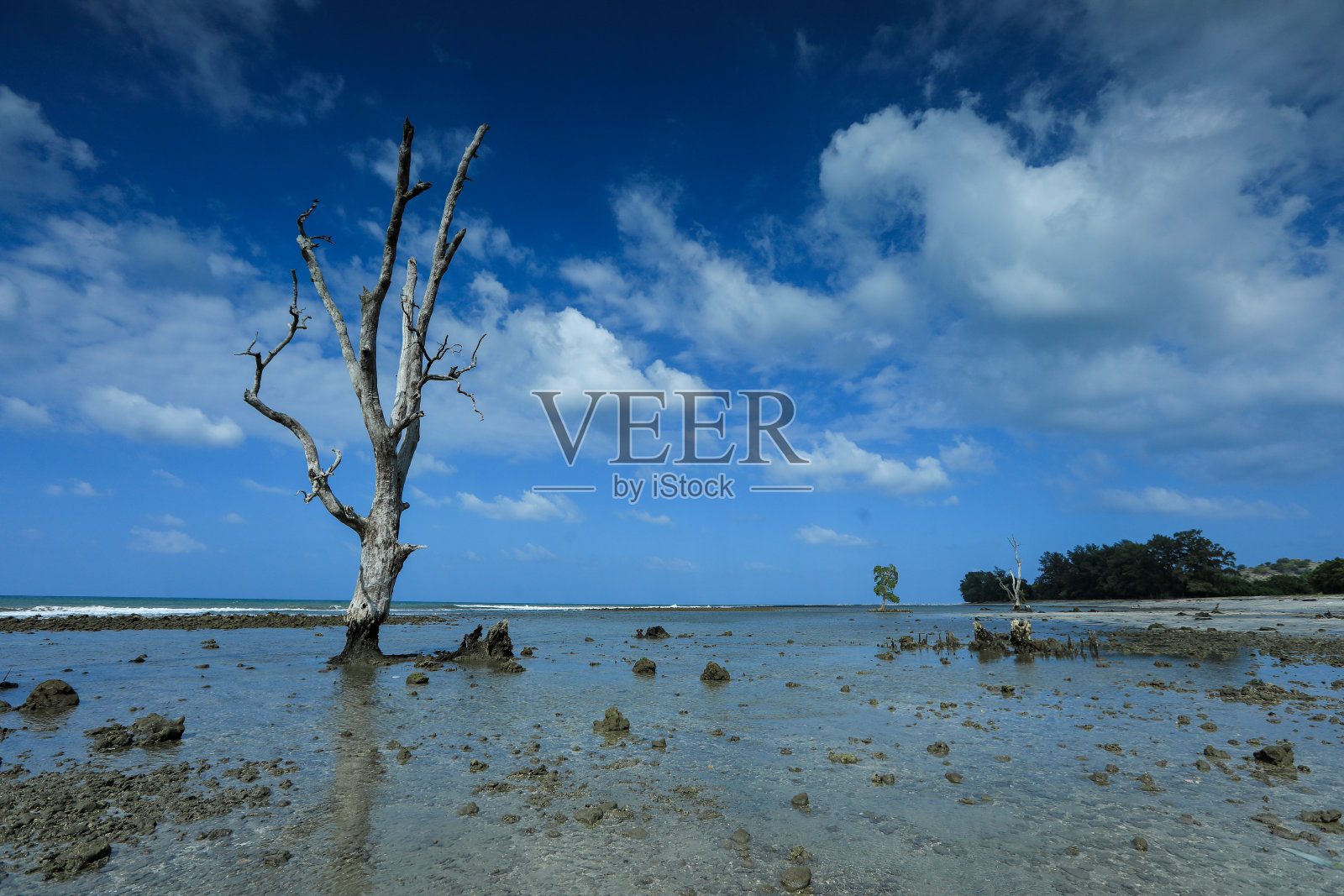 MANGGROVE照片摄影图片