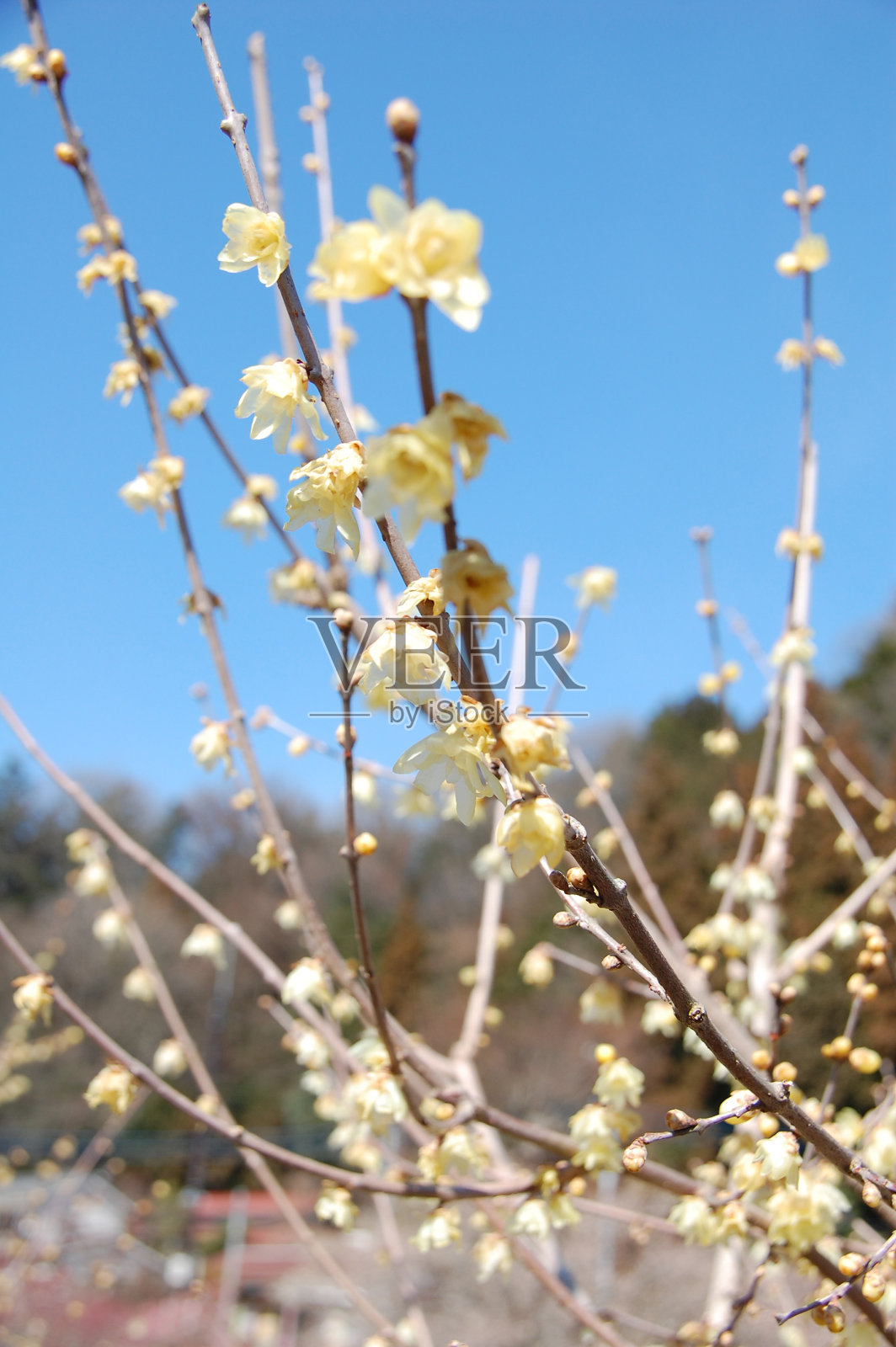 东京著名的梅花景点“吉野白狗”和春花照片摄影图片