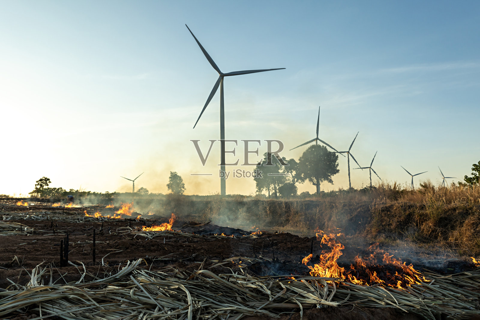 燃烧甘蔗或干草产生的有毒烟雾会对风电场造成危险的环境污染。空气环境恶劣,生态恶劣照片摄影图片