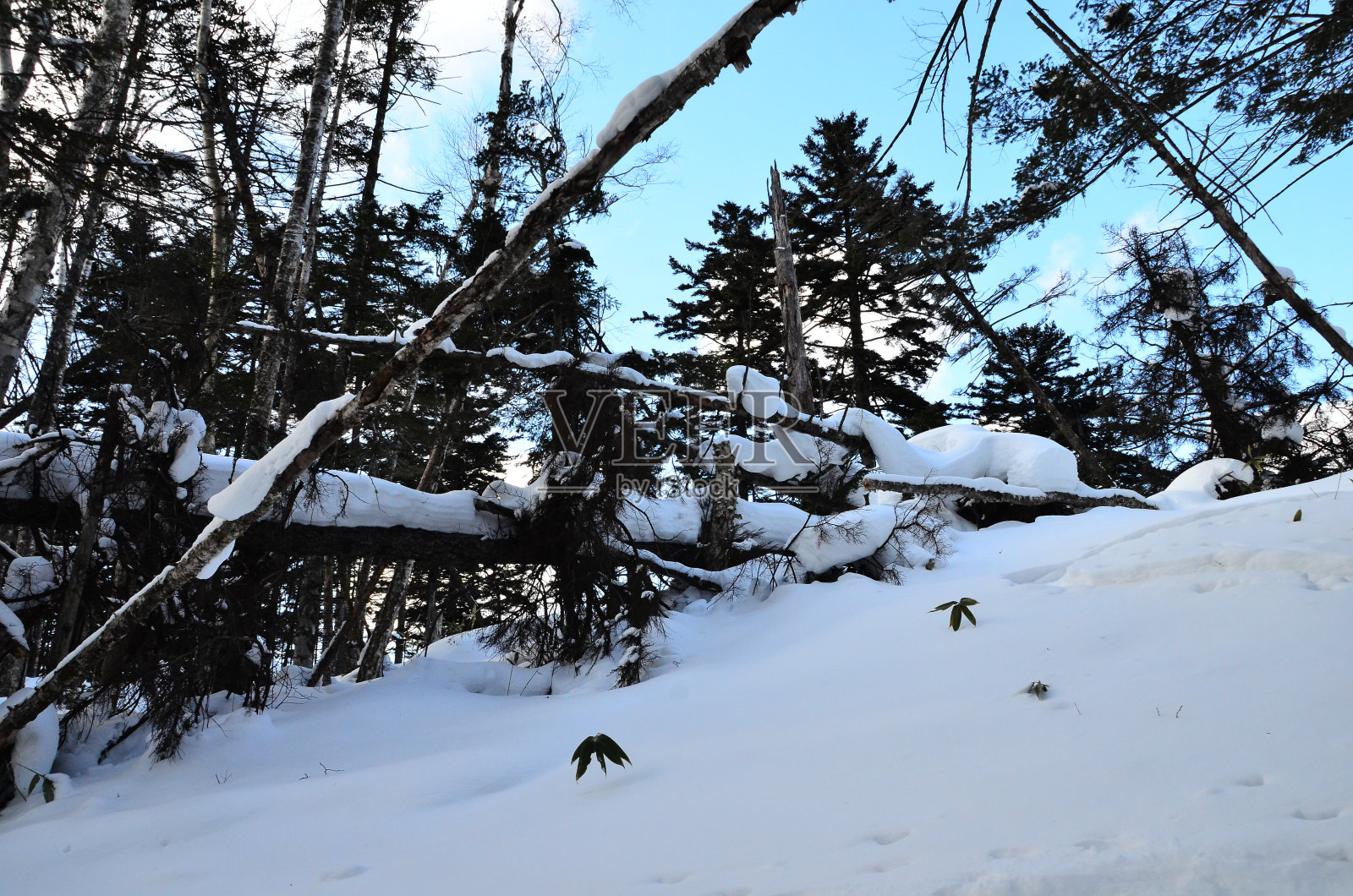 石林别湖位于日本北海道东部的德胜县。它隐藏在海拔810米(2658英尺)的Shikaribetsu火山群中间的大雪山深处。照片摄影图片