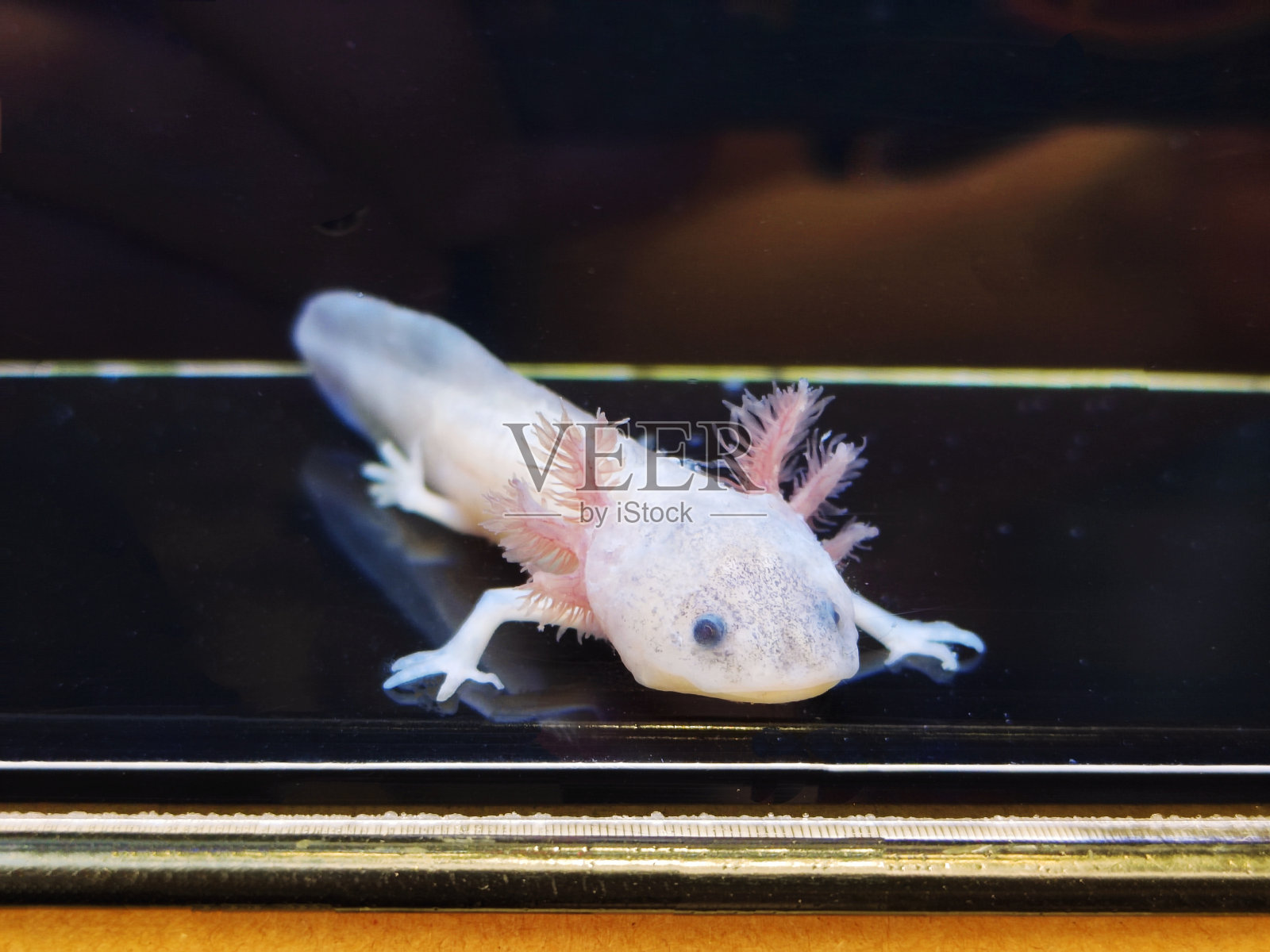 墨西哥钝口螈照片摄影图片