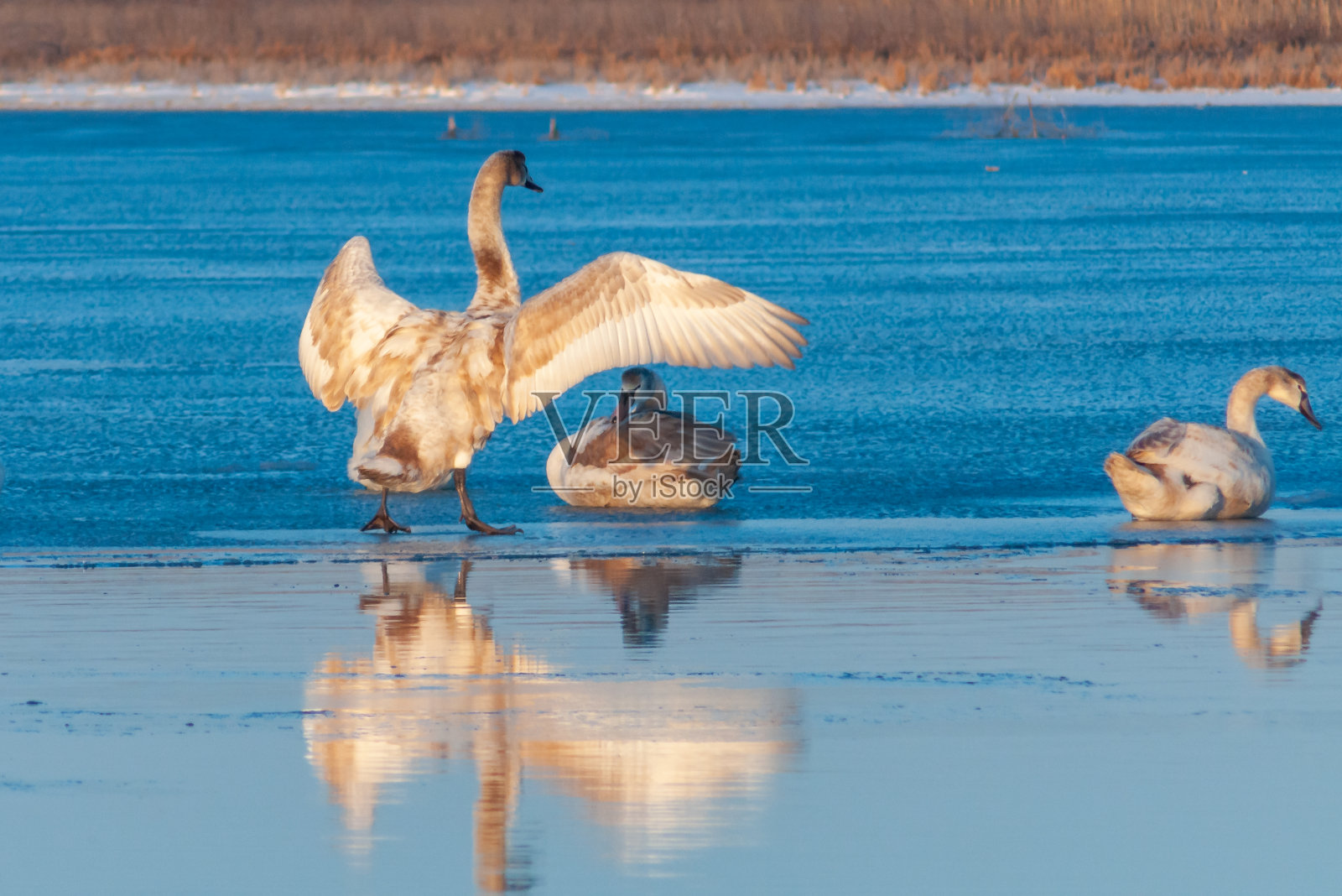 天鹅在清晨的冰边,在咸水入海口的提里古里,冬天被冻住了照片摄影图片