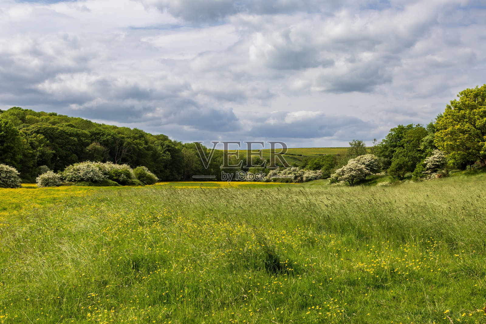 在五月的一个阳光明媚的日子里,苏塞克斯乡村的景色照片摄影图片