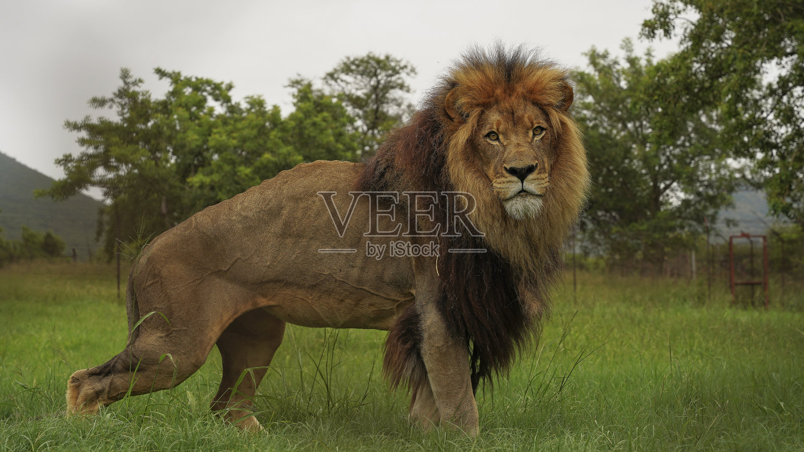 野生雌狮,萨凡纳照片摄影图片