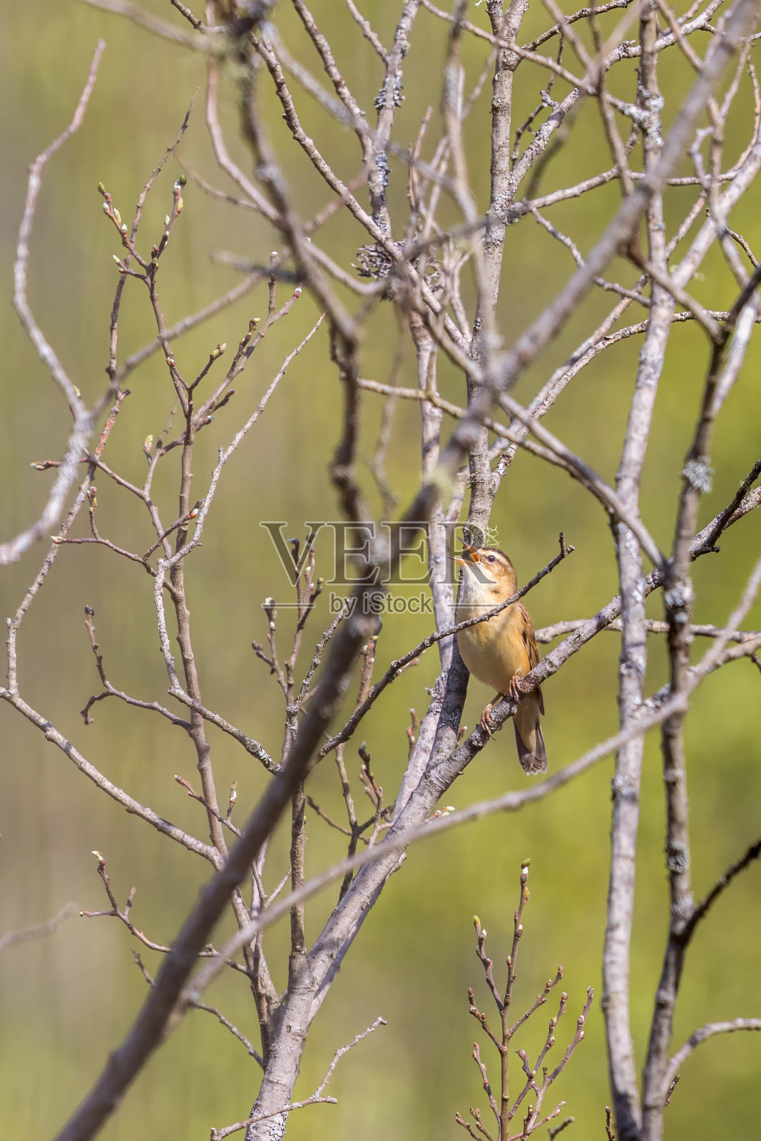 莎草莺在春天歌唱照片摄影图片