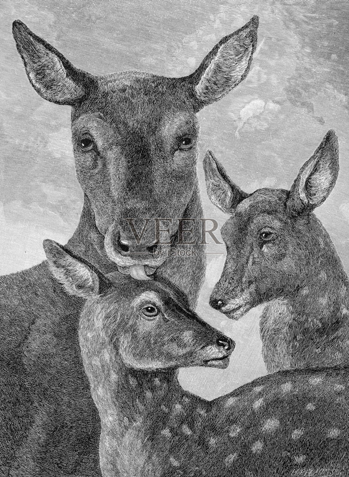 1889年的运动和消遣:弗吉尼亚鹿和小鹿插画图片素材