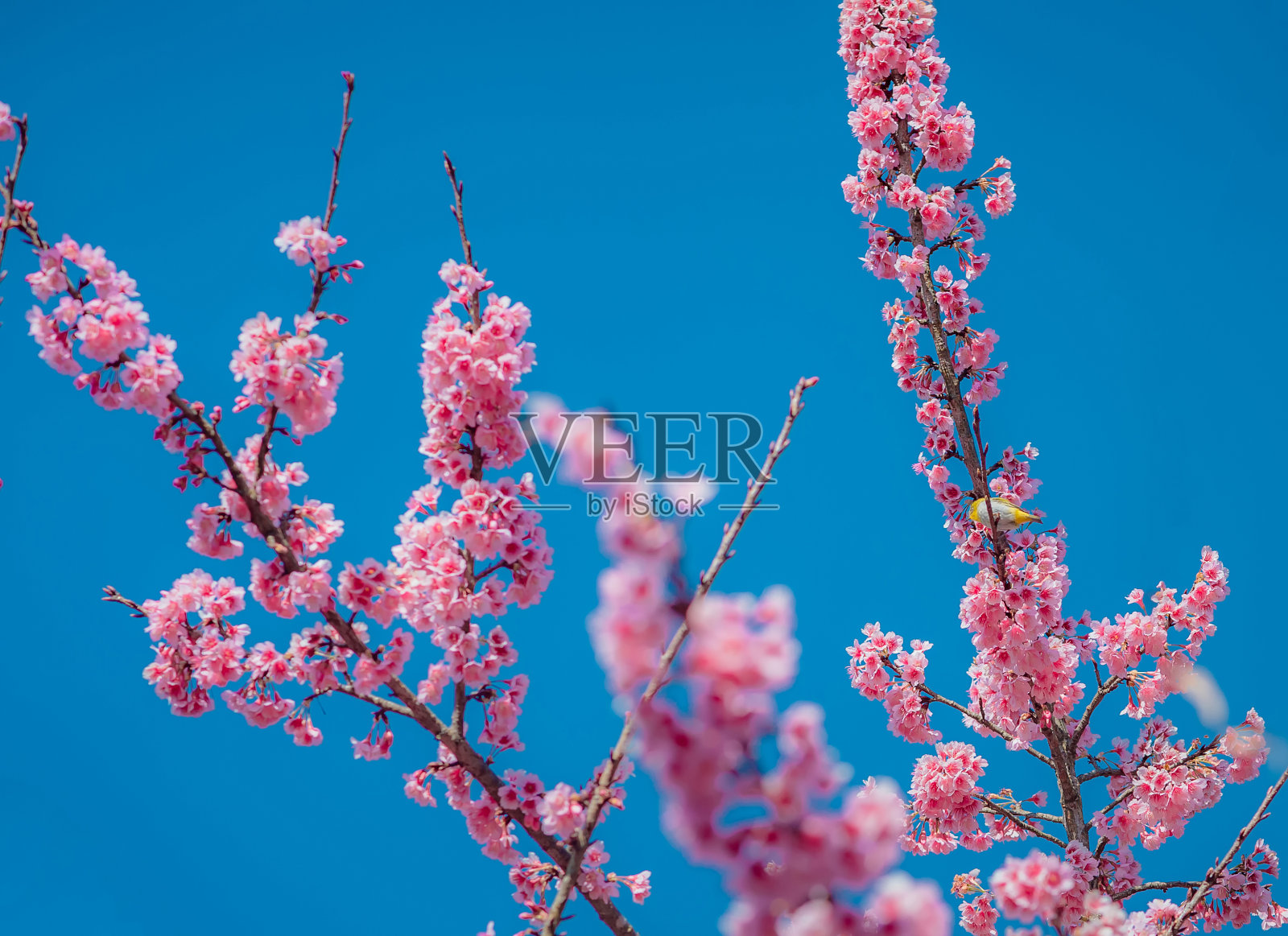 樱花与山水照片摄影图片