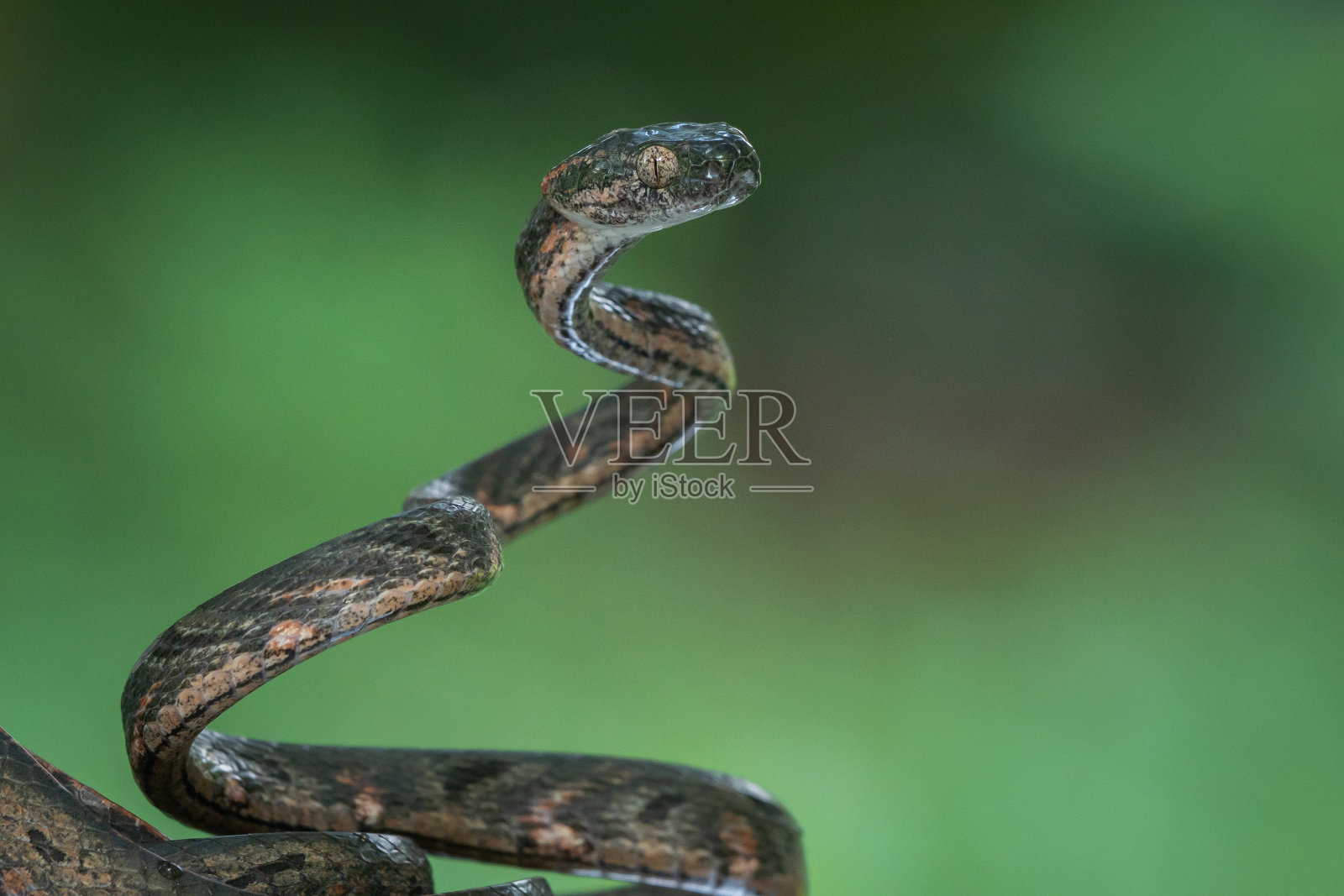 Bengkulu猫蛇在树枝上照片摄影图片