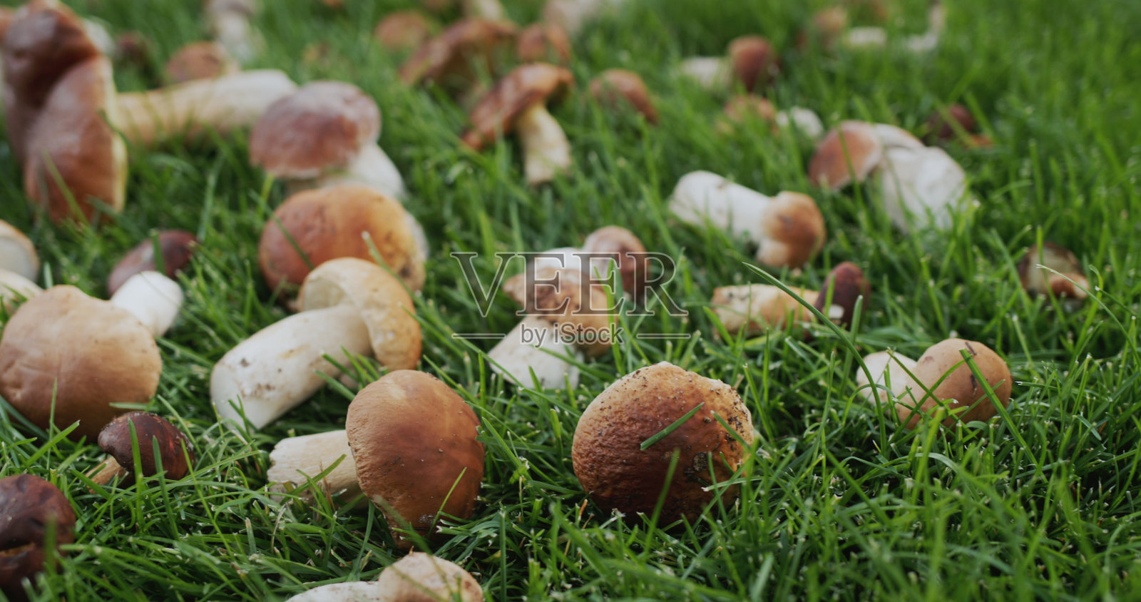 刚摘下来的野蘑菇躺在草地上。滑块拍摄照片摄影图片