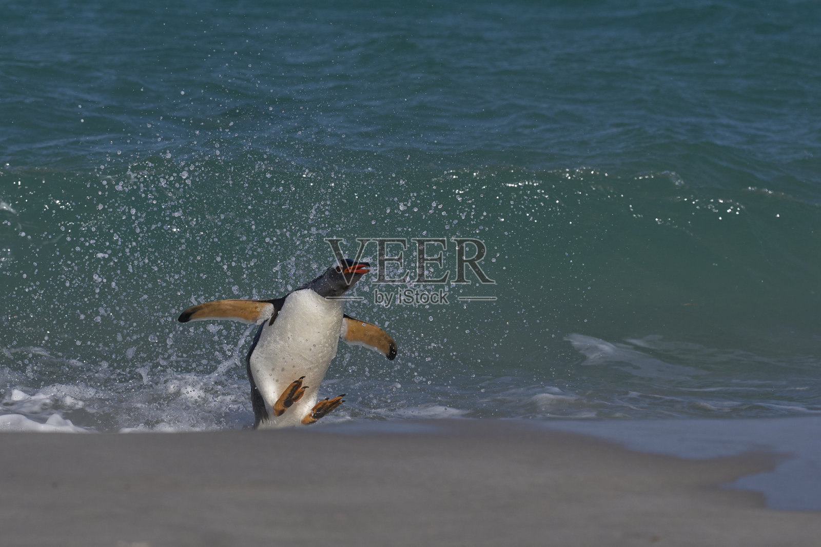 巴布亚企鹅上岸了照片摄影图片