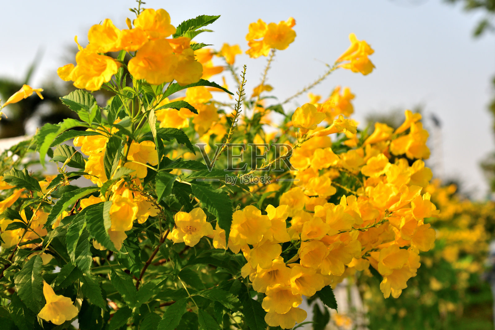 黄色喇叭花/黄色喇叭花:大的,艳丽的,金黄色,喇叭花照片摄影图片