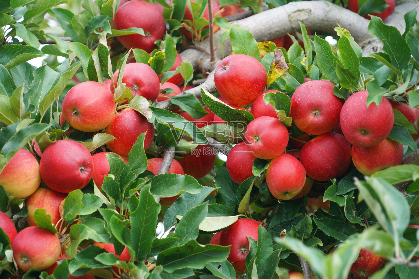 收获季节,树上挂着红苹果照片摄影图片