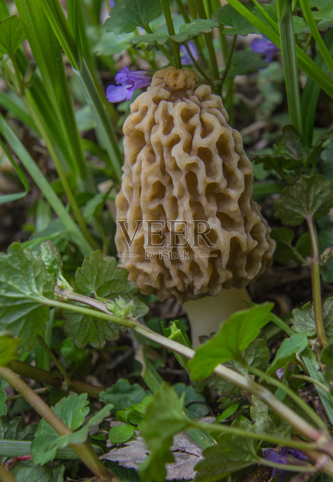 森林地区的野生羊肚菌。照片摄影图片