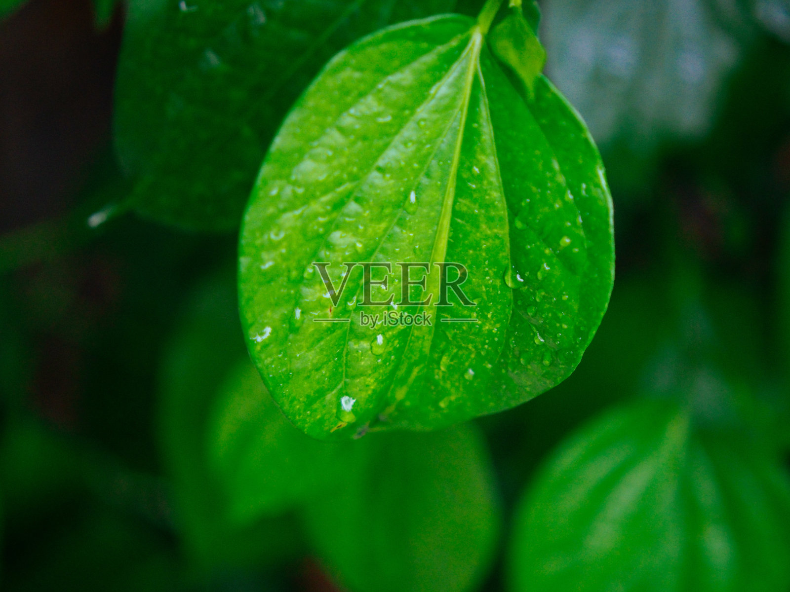 近距离观察亚洲的自然风光照片摄影图片