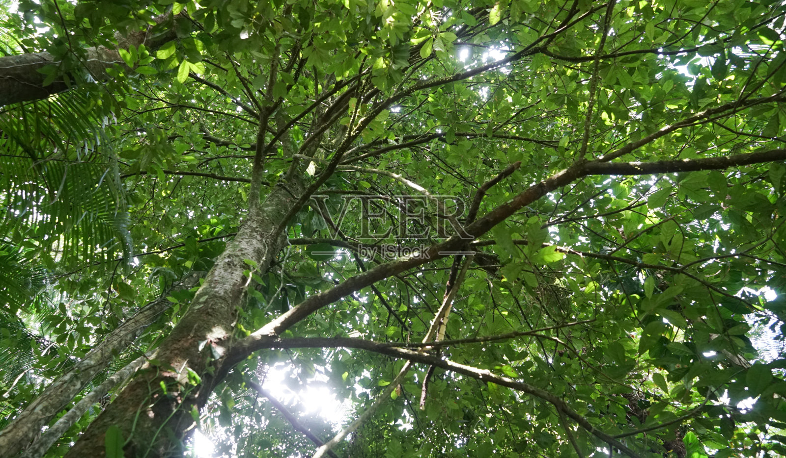 阿比,紫菜照片摄影图片