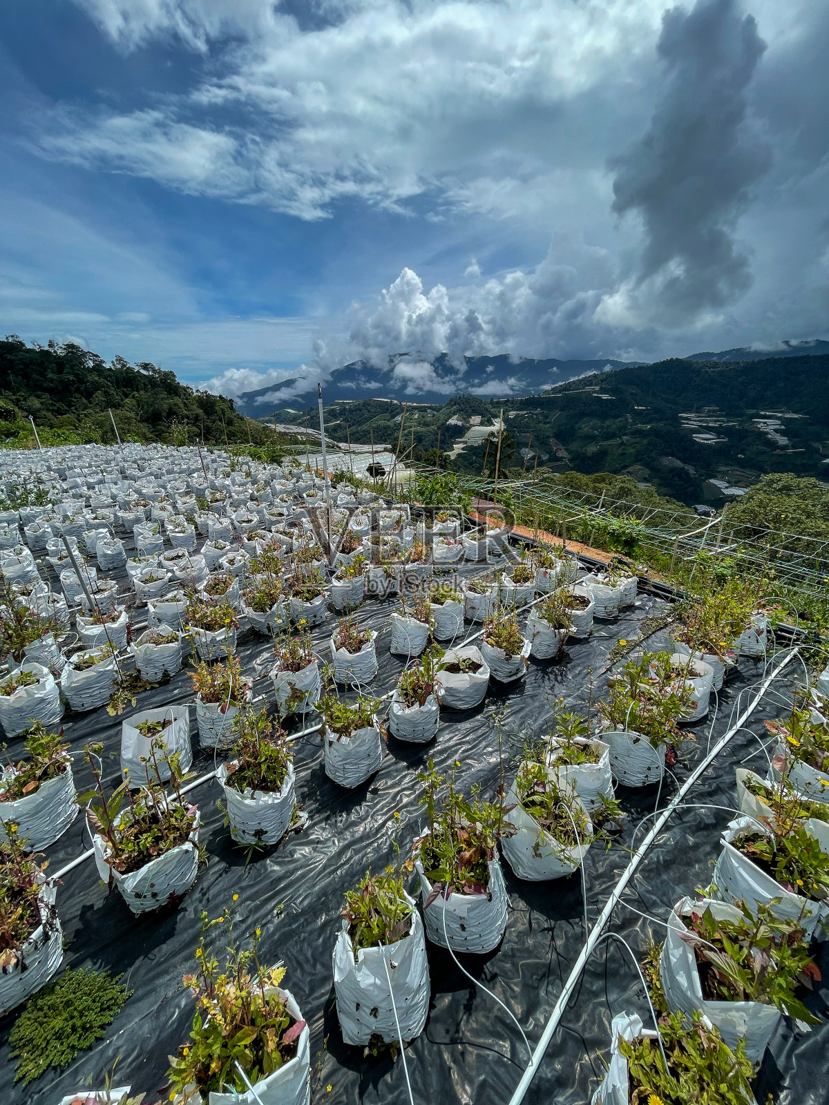 有机小农场上一排排的蔬菜作物照片摄影图片