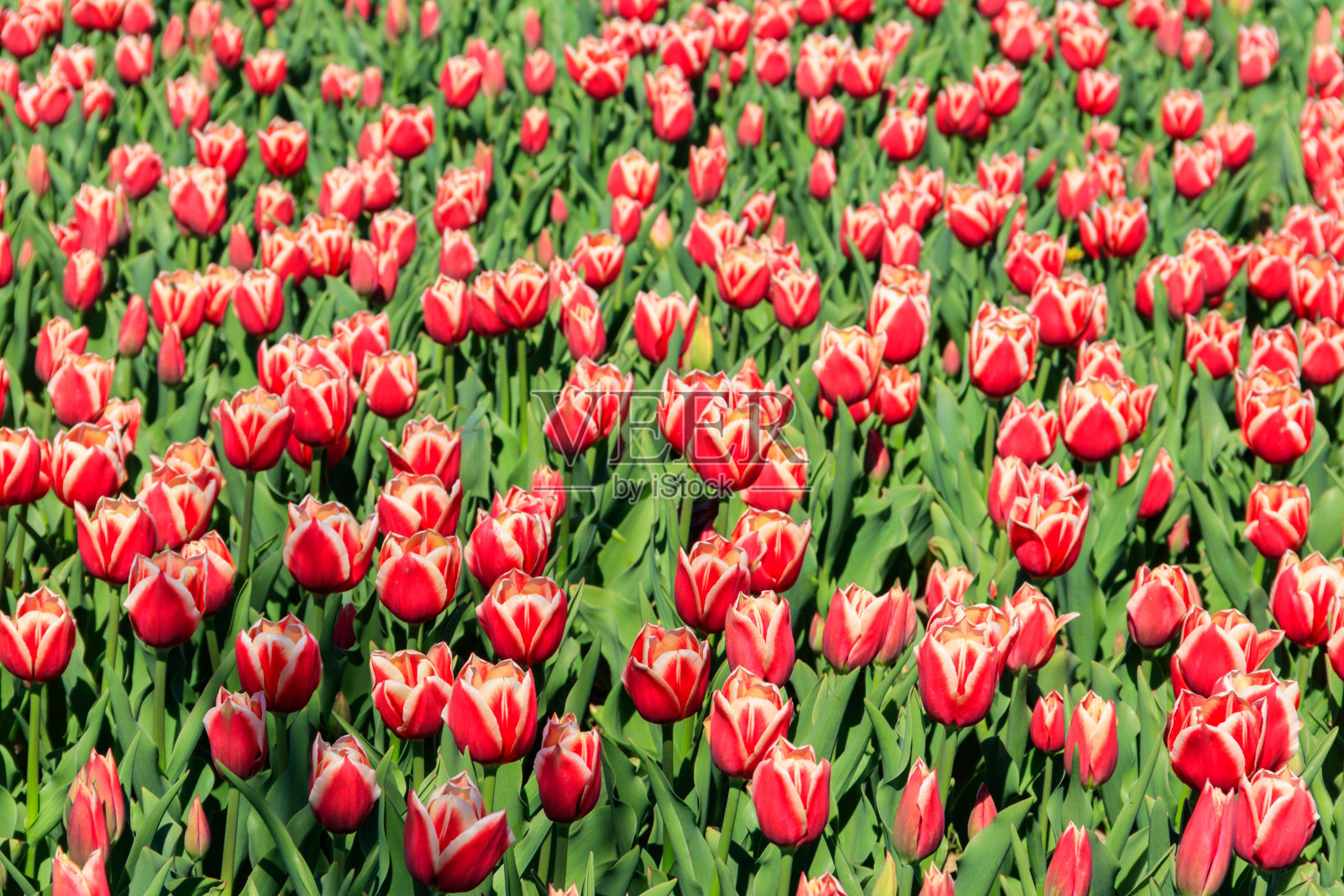 春天公园里粉红色郁金香的大花坛照片摄影图片