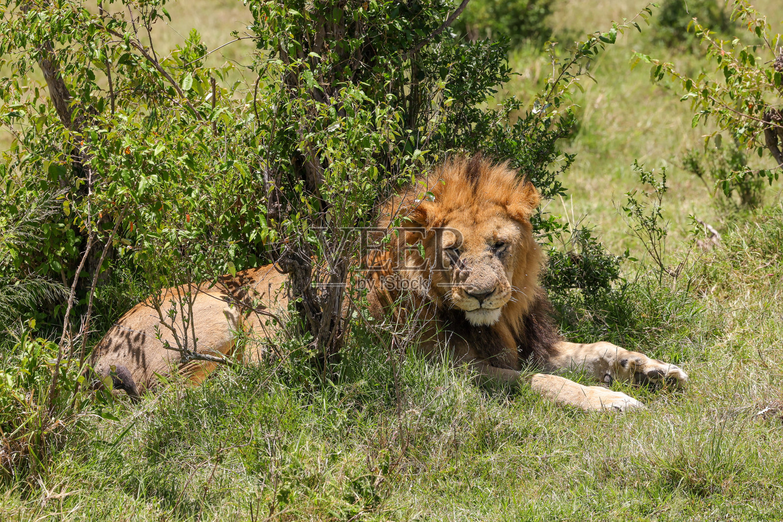 马赛马拉的一只大雄狮照片摄影图片