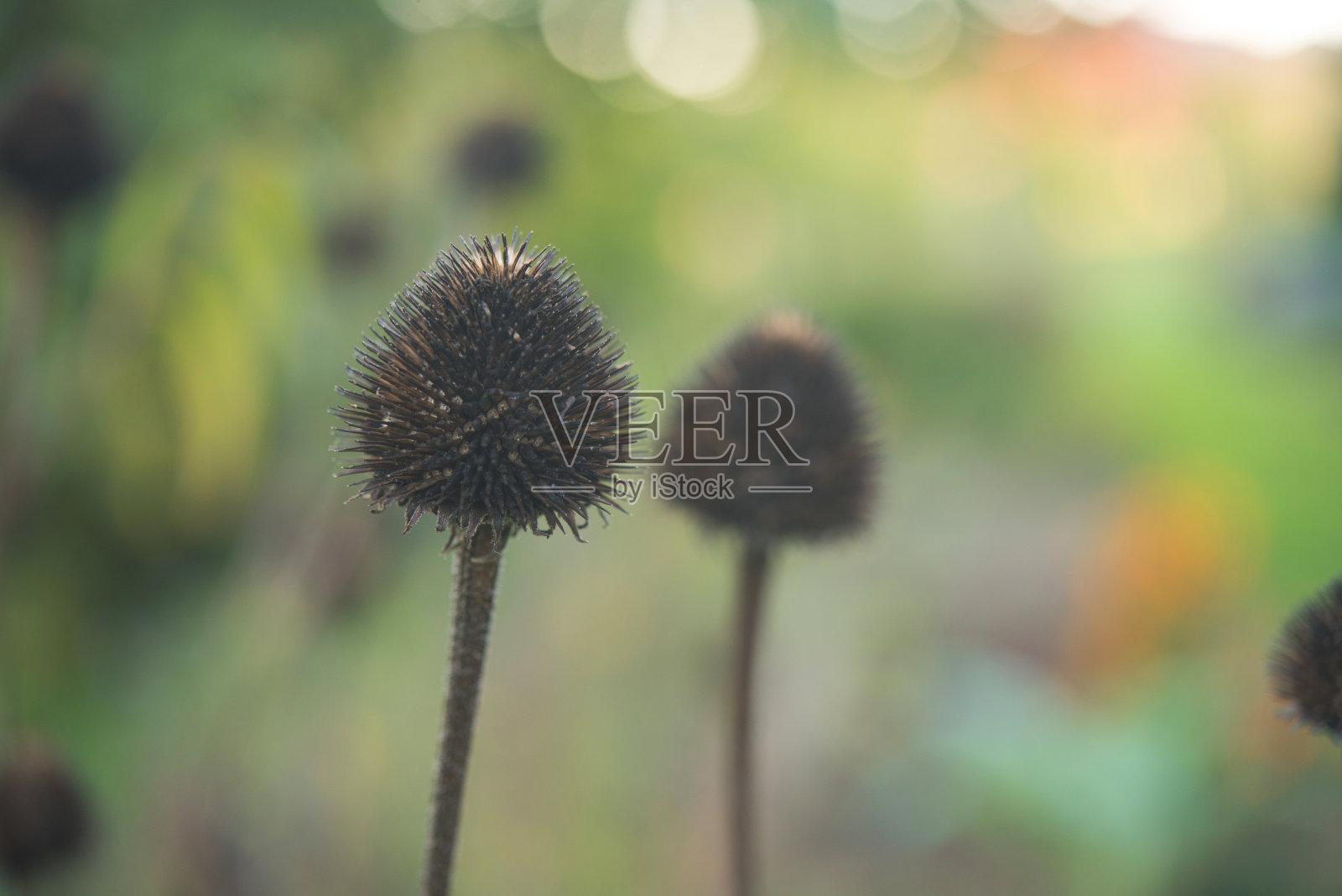 圆锥花(紫锥菊属)秋天的种子头照片摄影图片