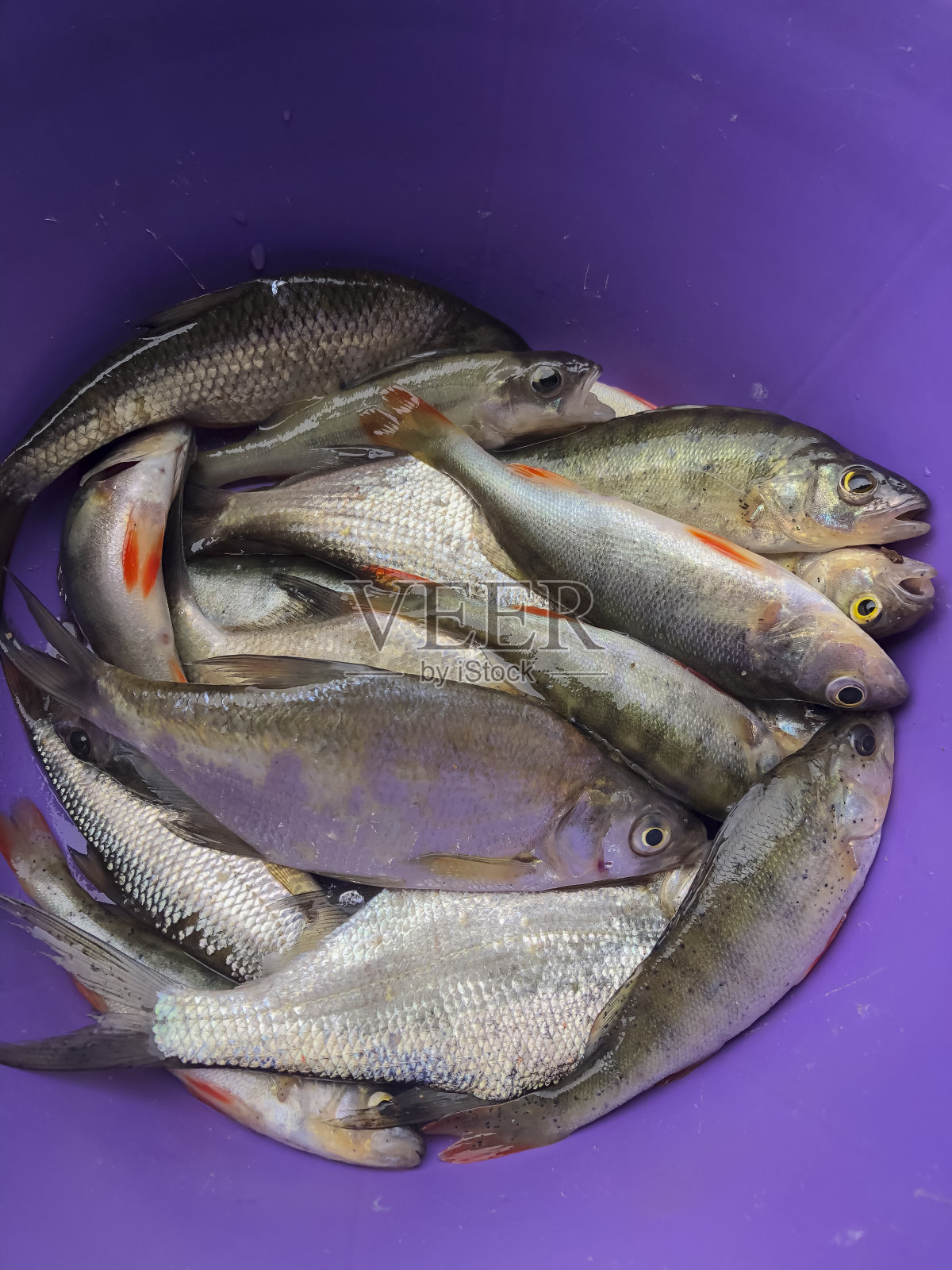 市场摊位上紫色水桶里的鲜鱼。新鲜捕获。照片摄影图片