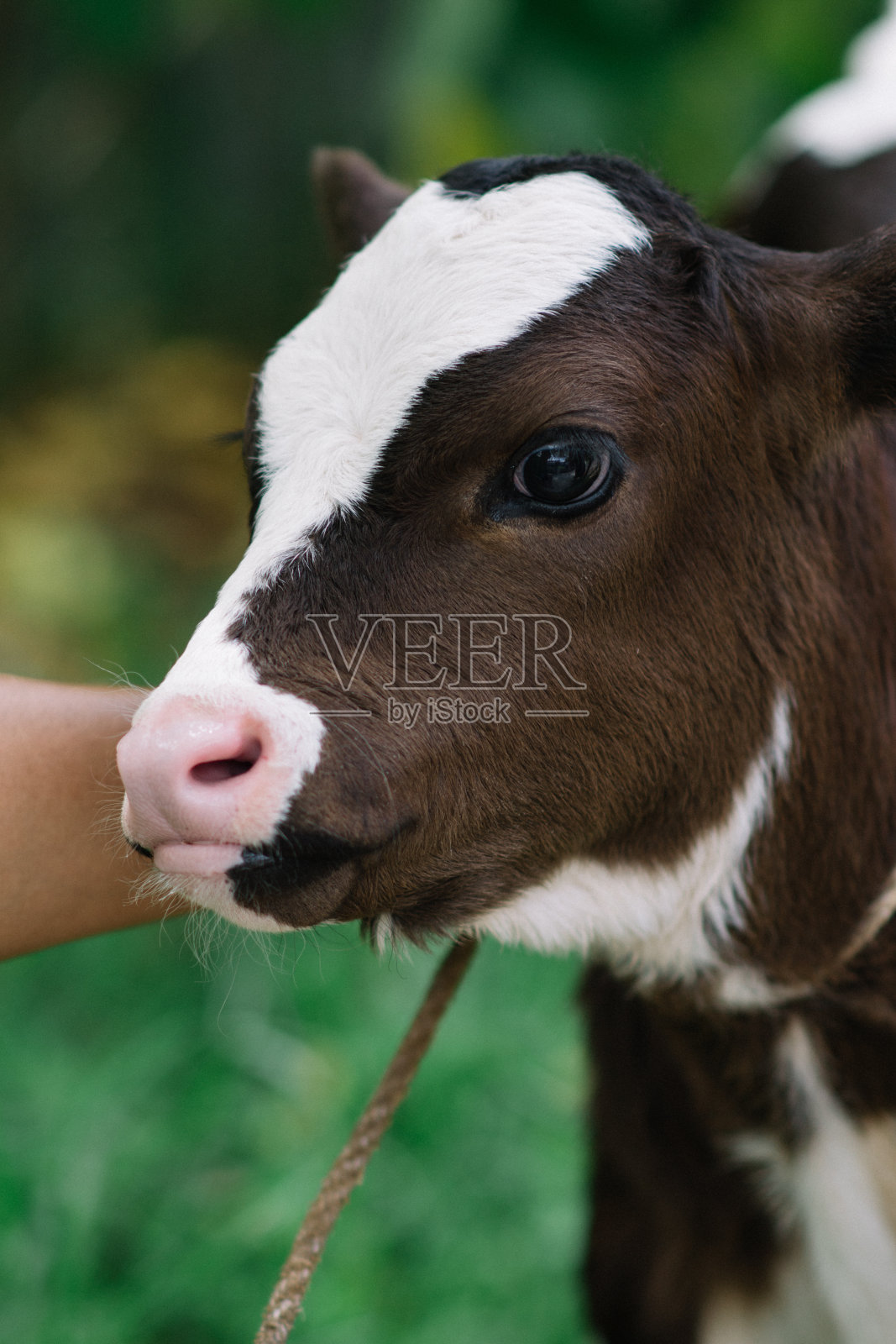 漂亮的小牛照片摄影图片