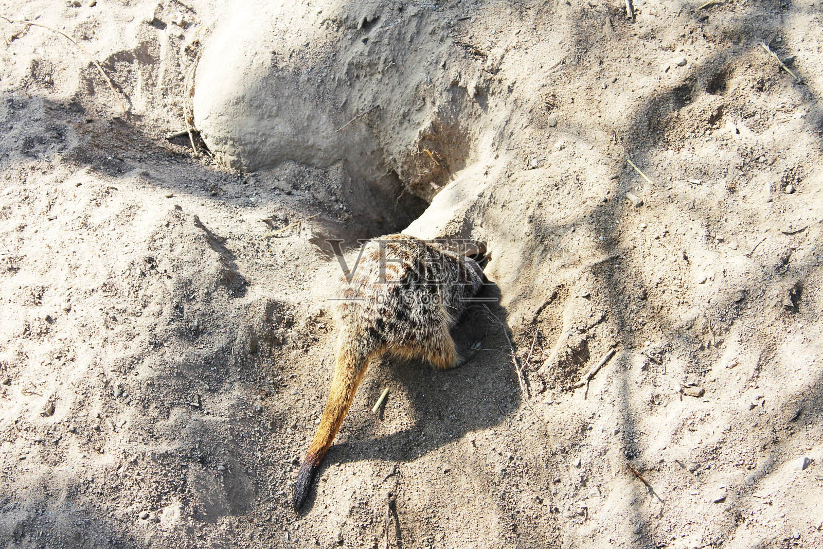 一只猫鼬在沙子里挖土照片摄影图片