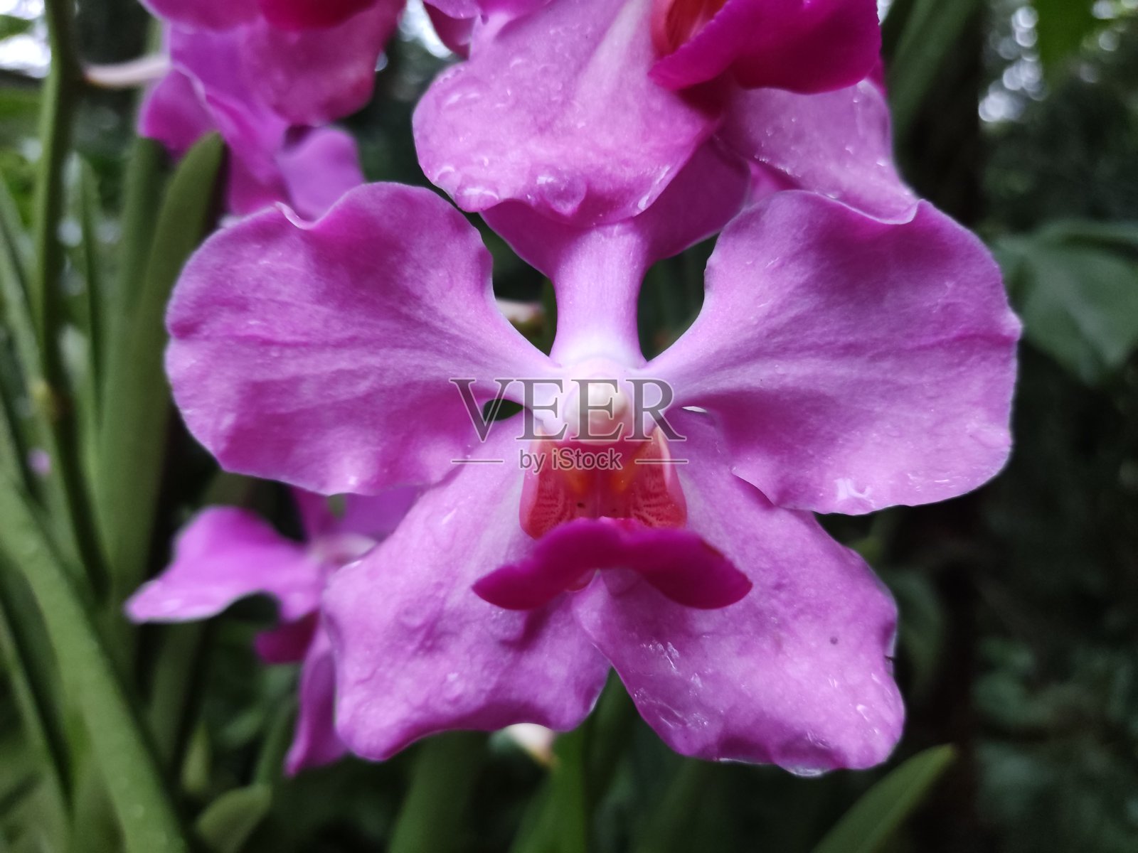 兰花照片摄影图片